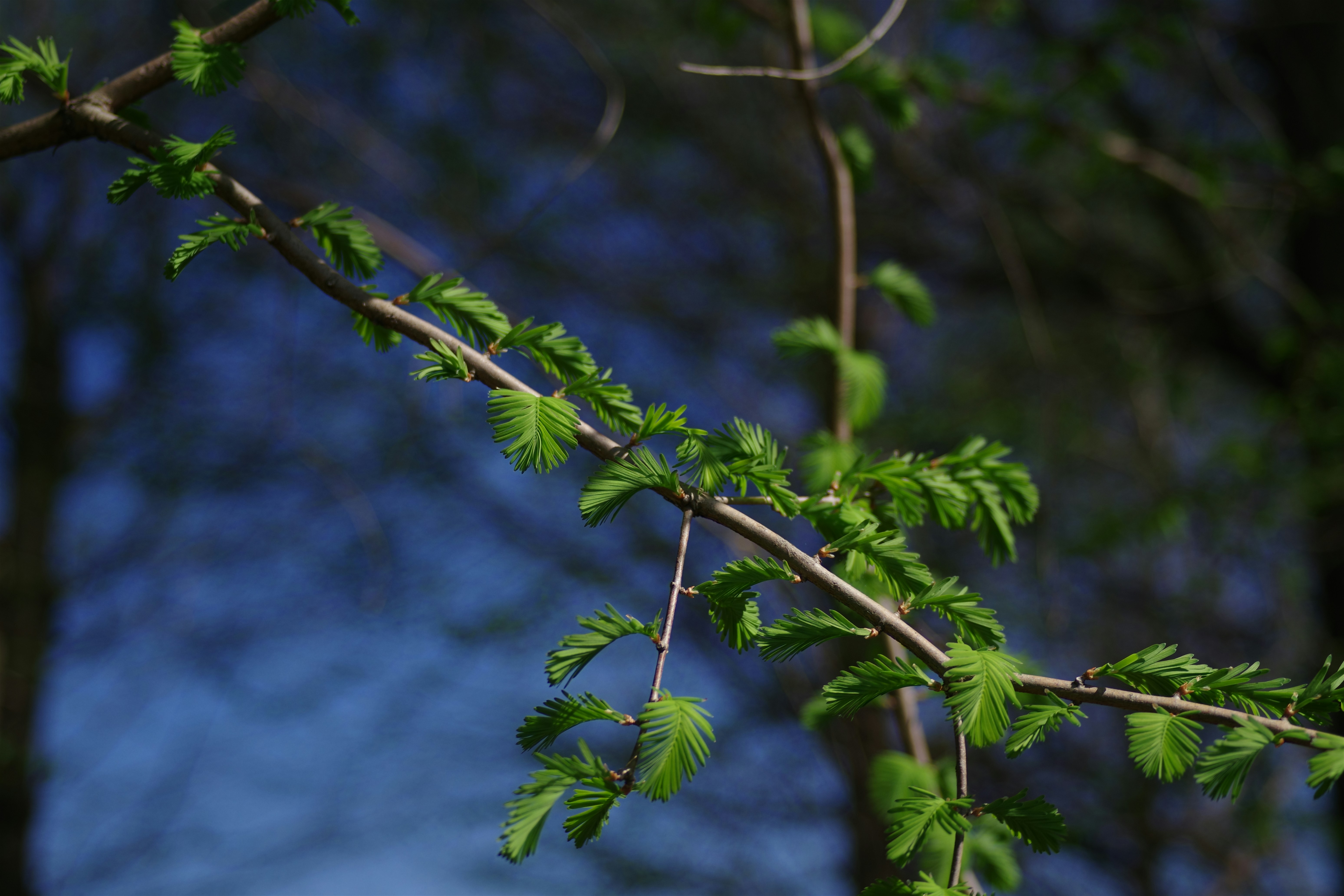 Delicate green leaves unfurling on a tree branch.