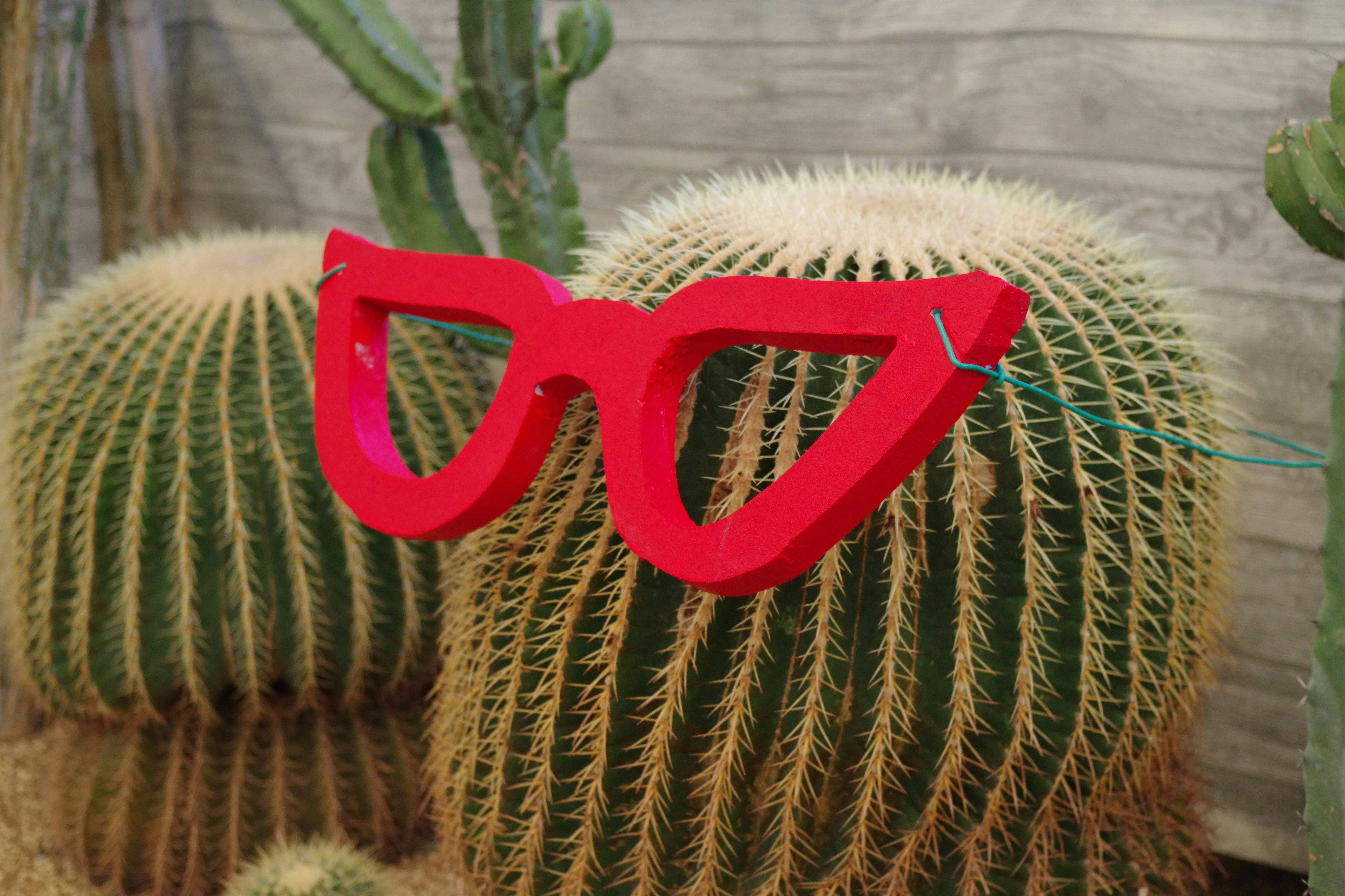 Red glasses perched on a barrel cactus.