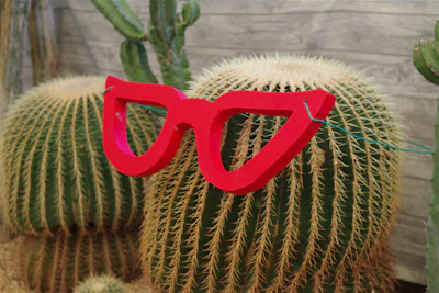 Red glasses perched on a barrel cactus