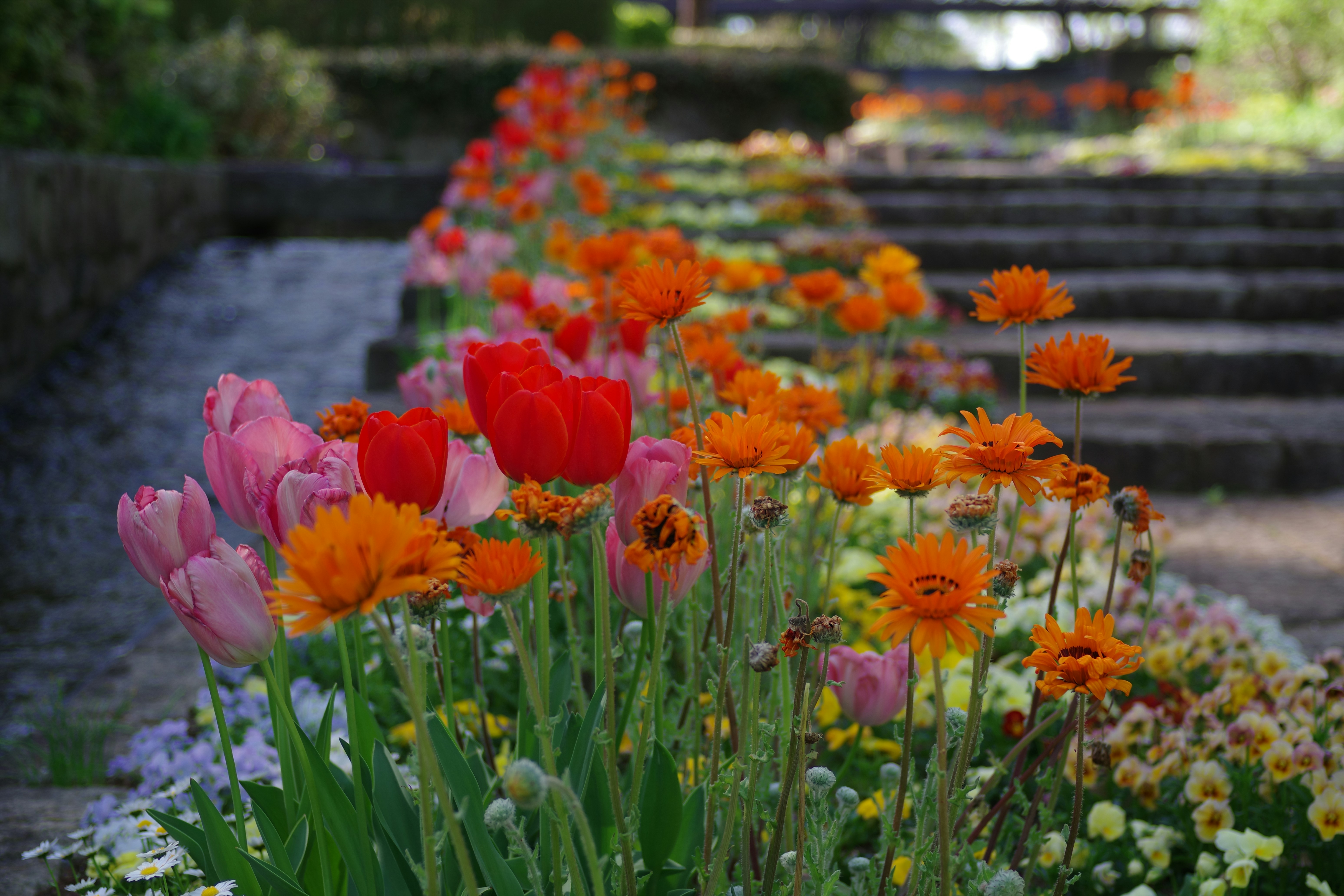 Colorful tulips and flowers line a stone pathway.