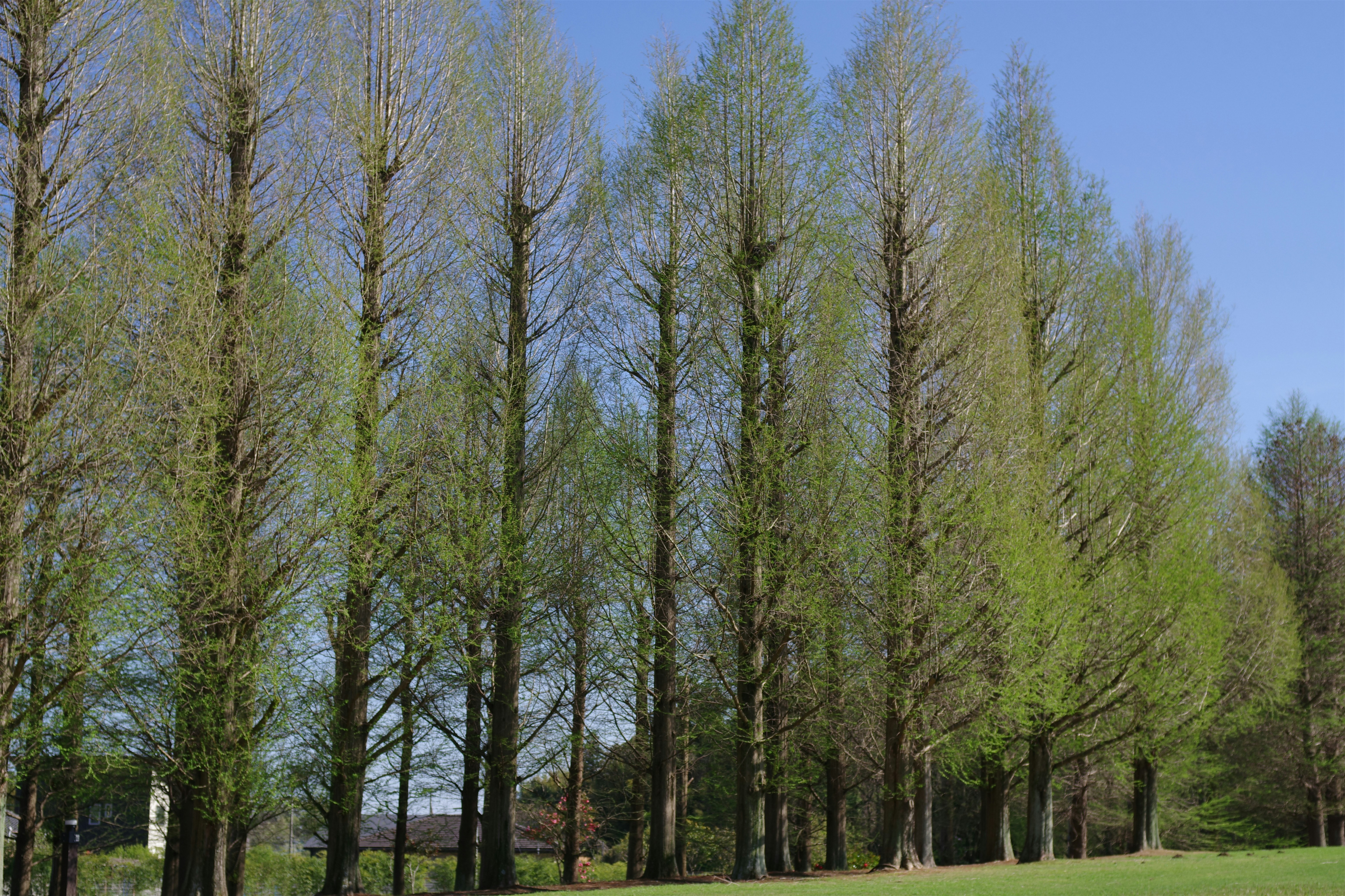 Row of tall trees with new green leaves