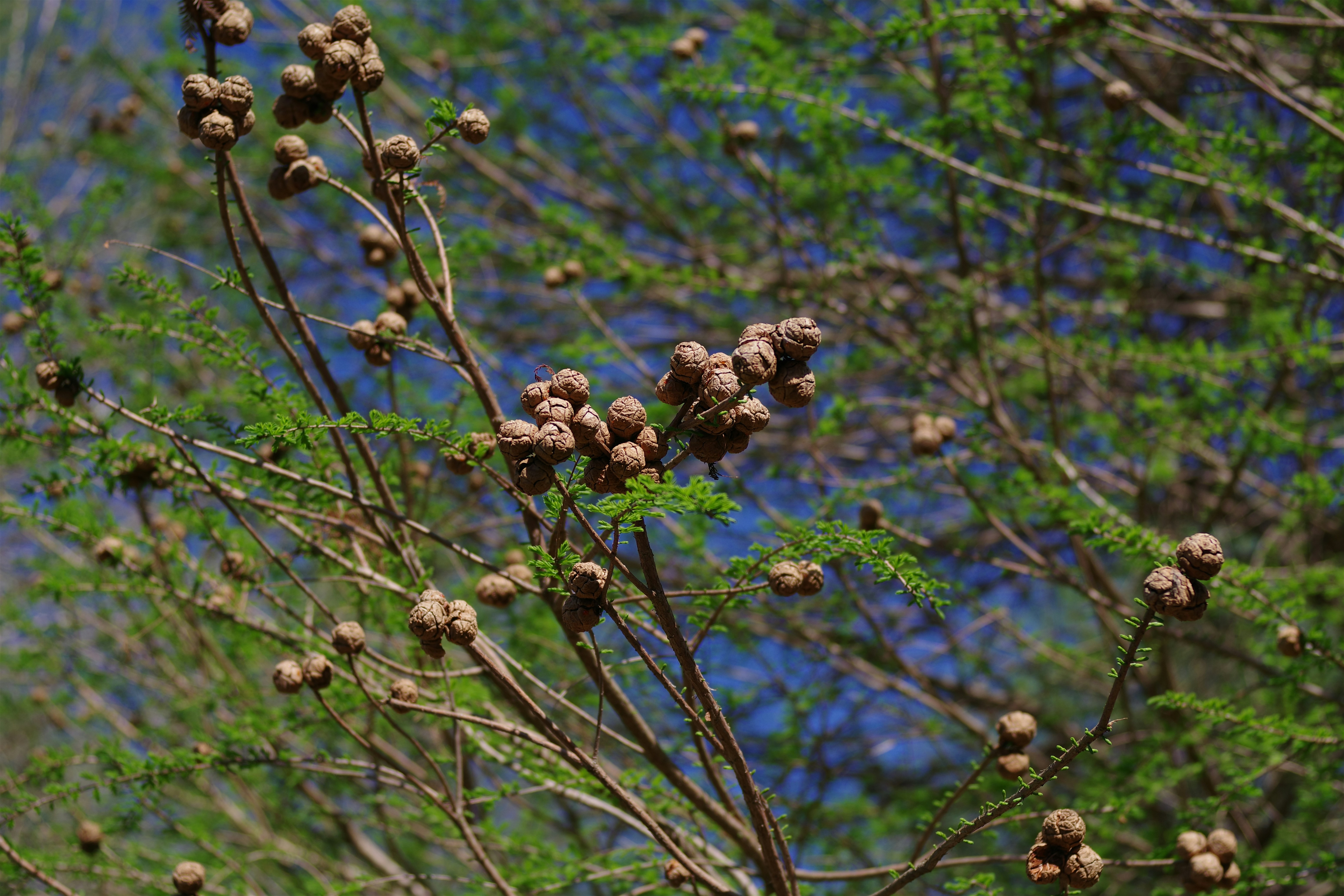 Brown seed pods on a tree branch