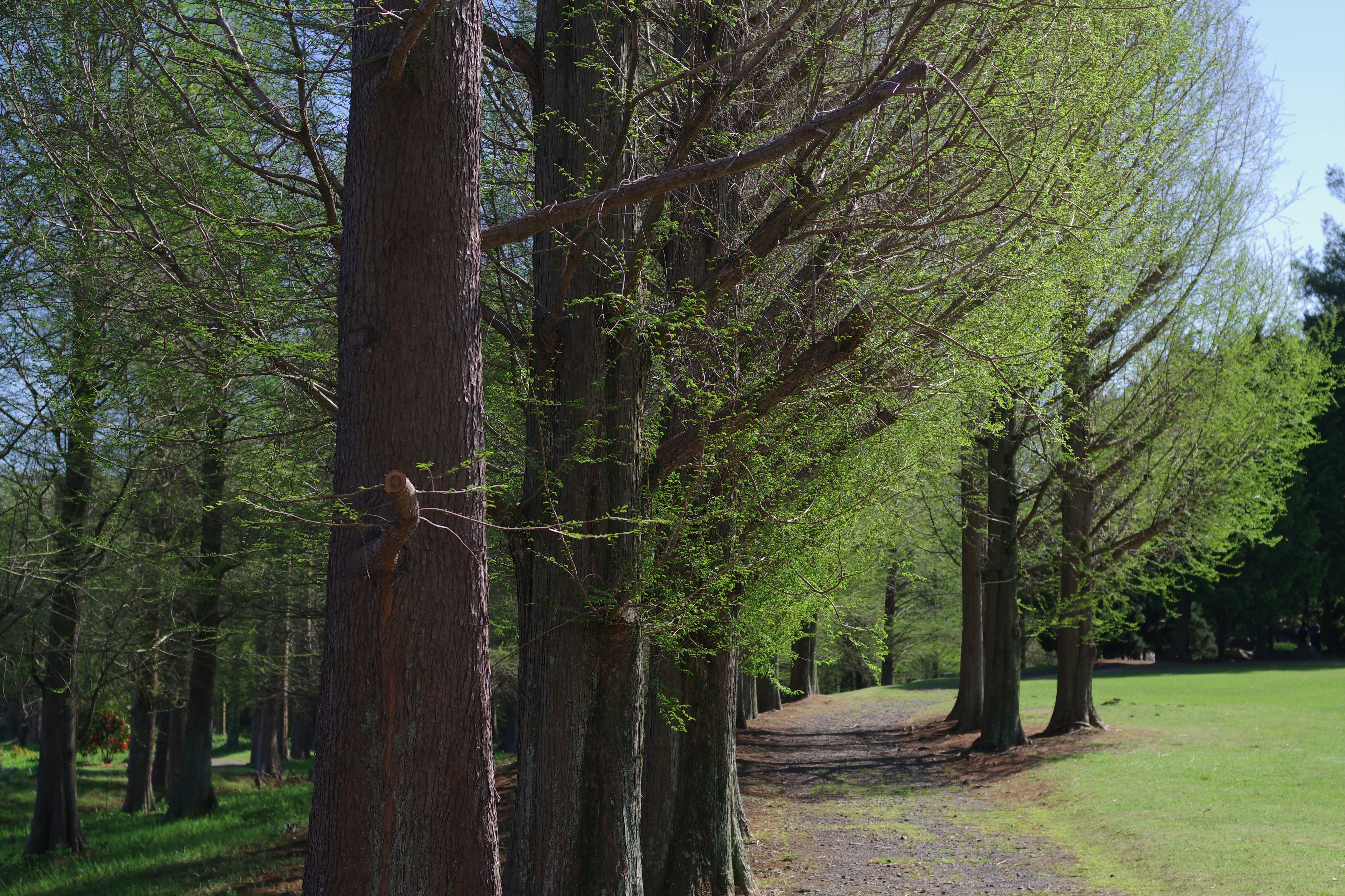 Tall trees line a path in a grassy park.