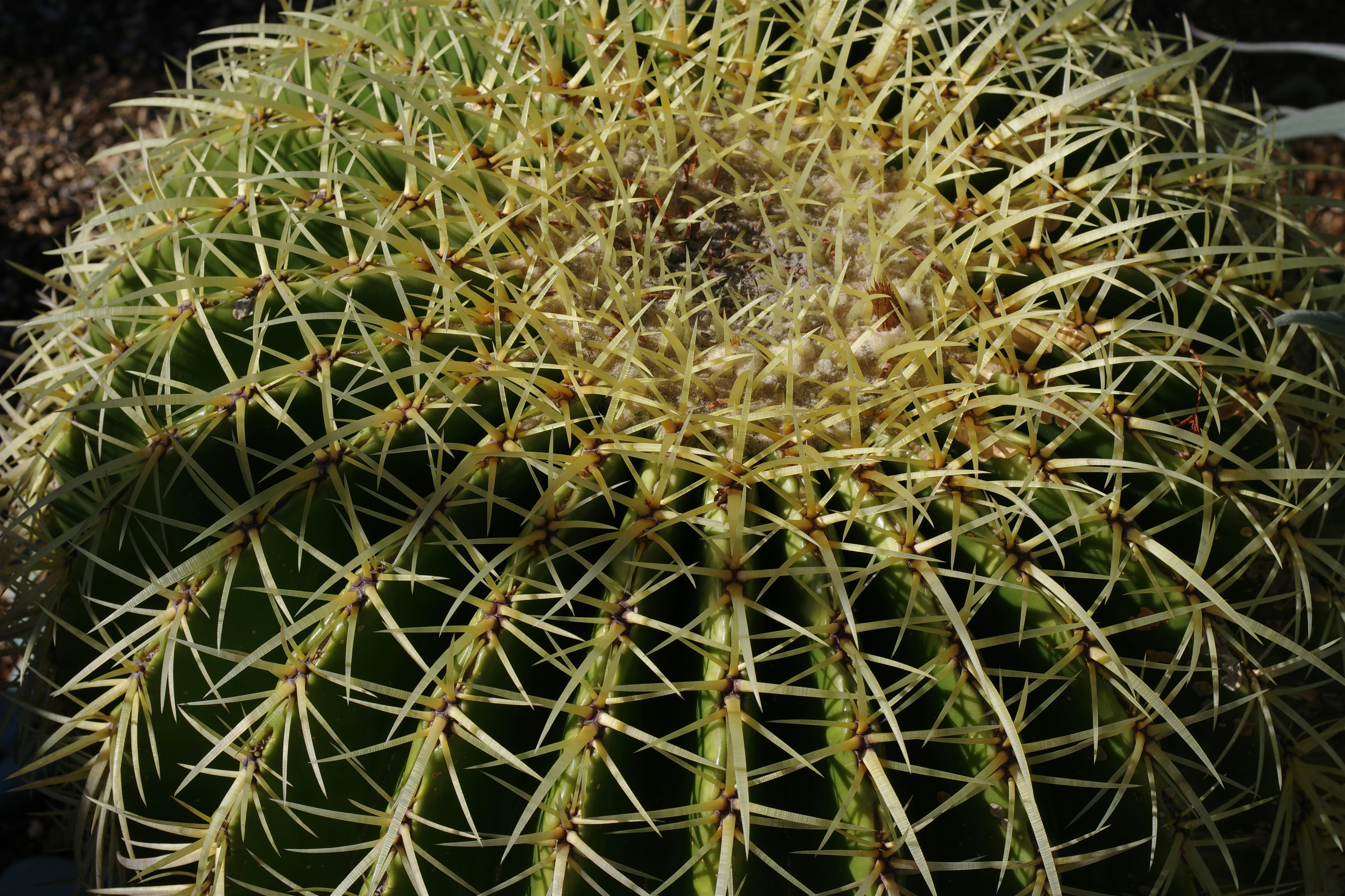 Close-up of a golden barrel cactus with sharp spines