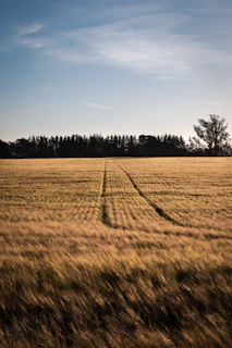 Golden wheat field under a clear blue sky.