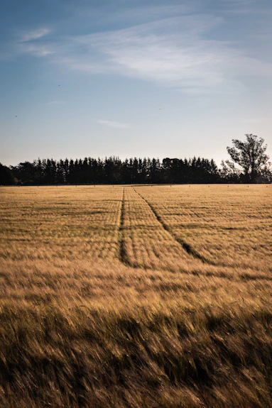 Golden wheat field under a clear blue sky.