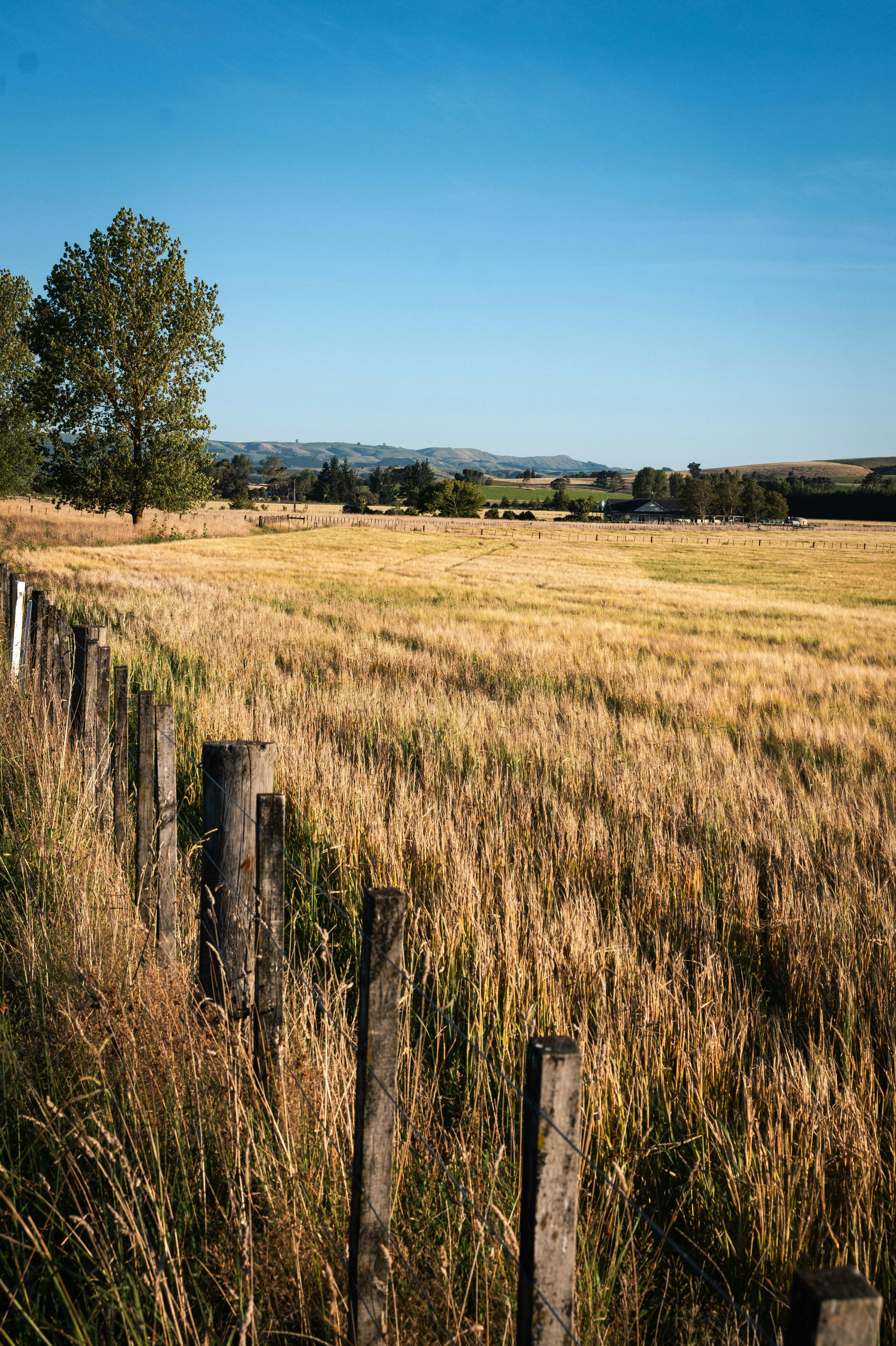 Pastoral scene.