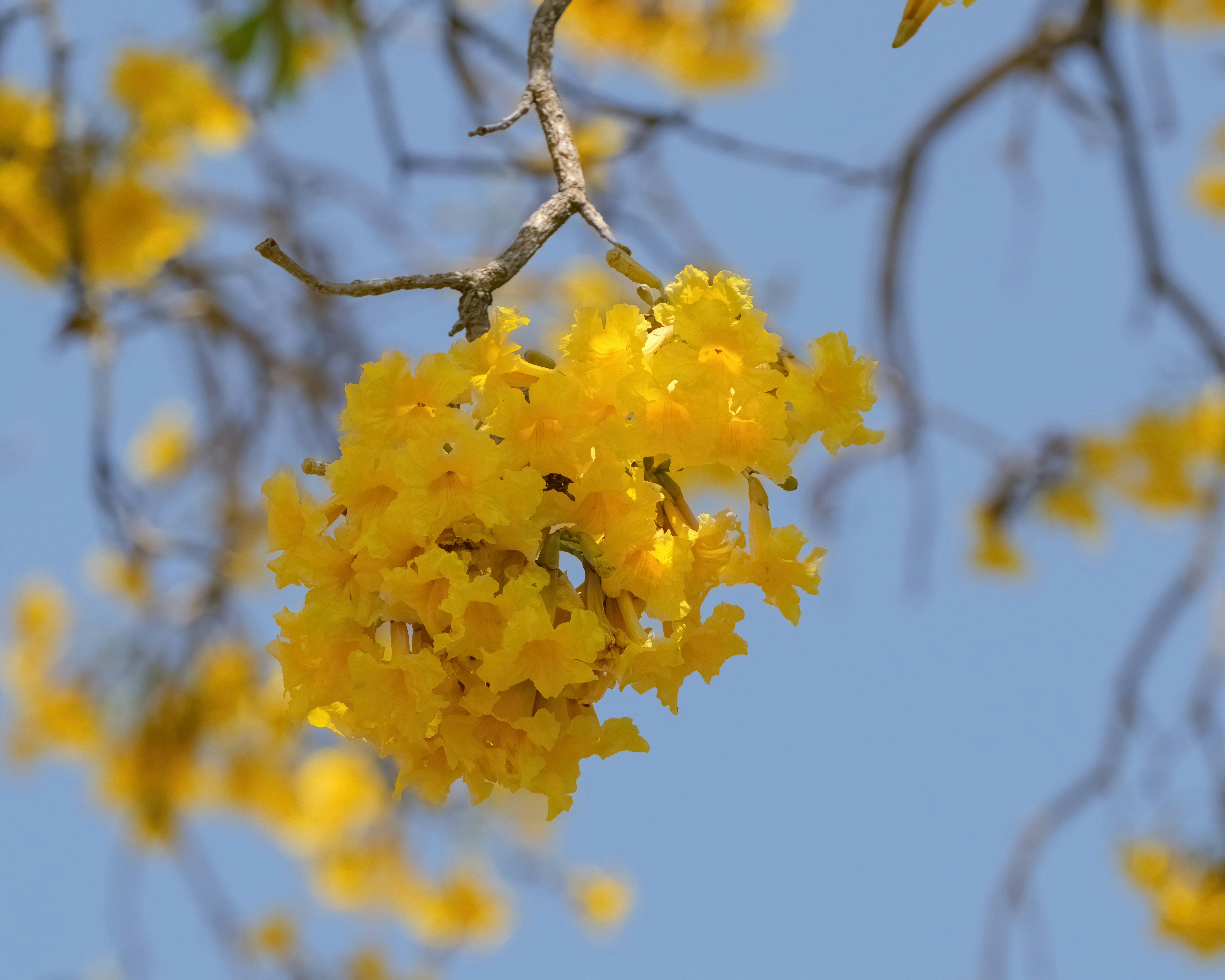 Cluster of bright yellow flowers against a blue sky
