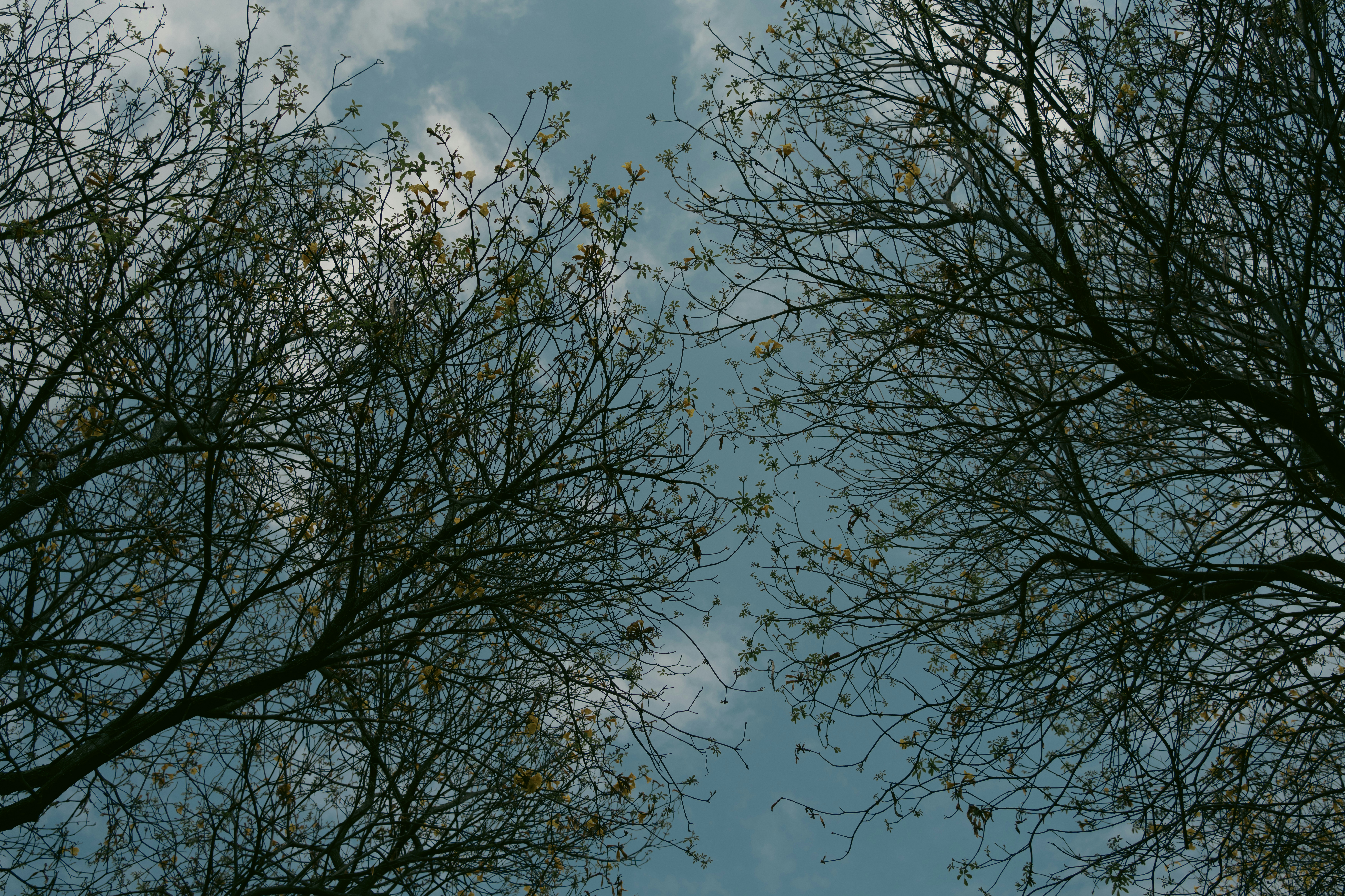 Kahle Äste vor einem bewölkten Himmel
