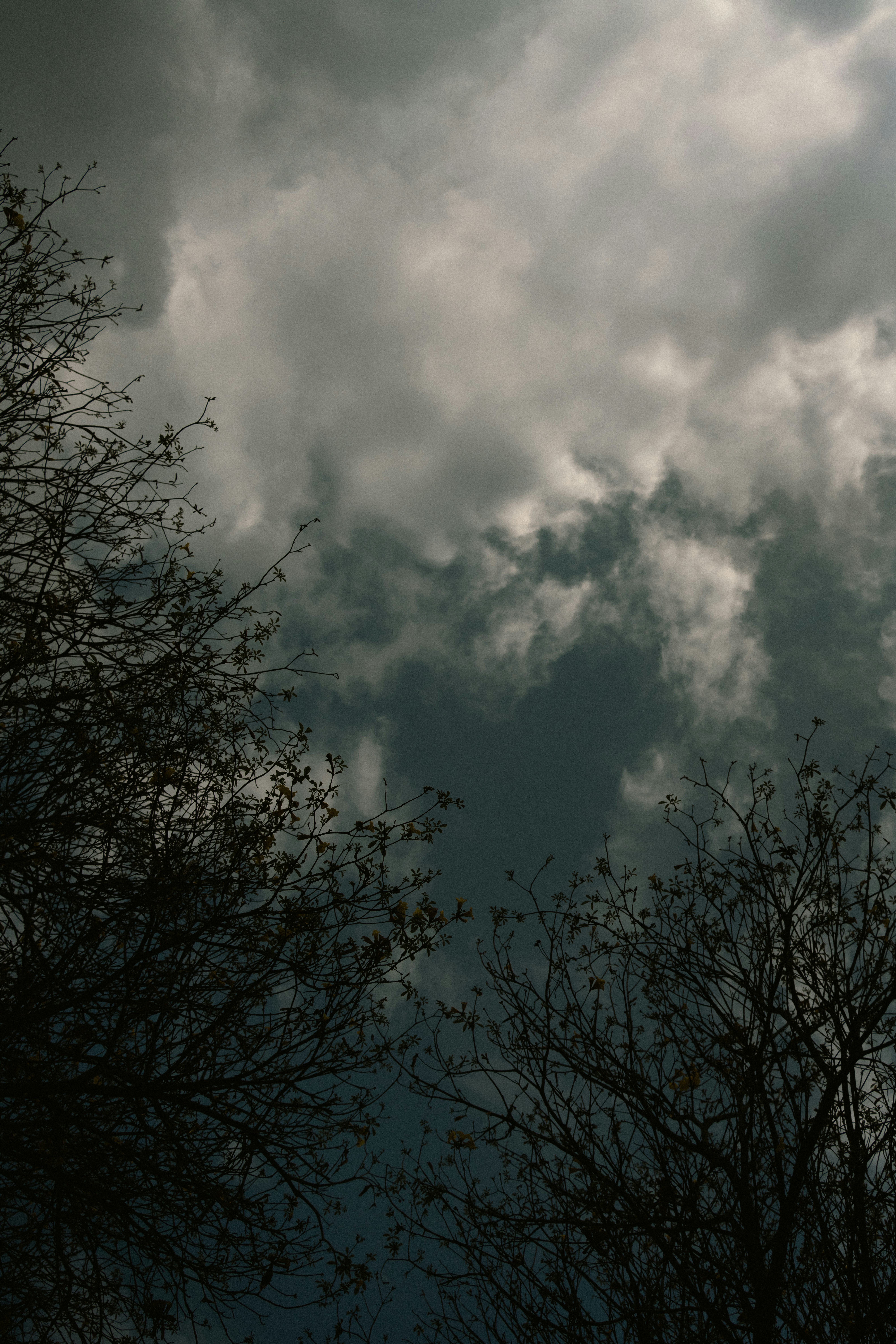 Nubes oscuras y tormentosas se ciernen sobre los árboles recortados