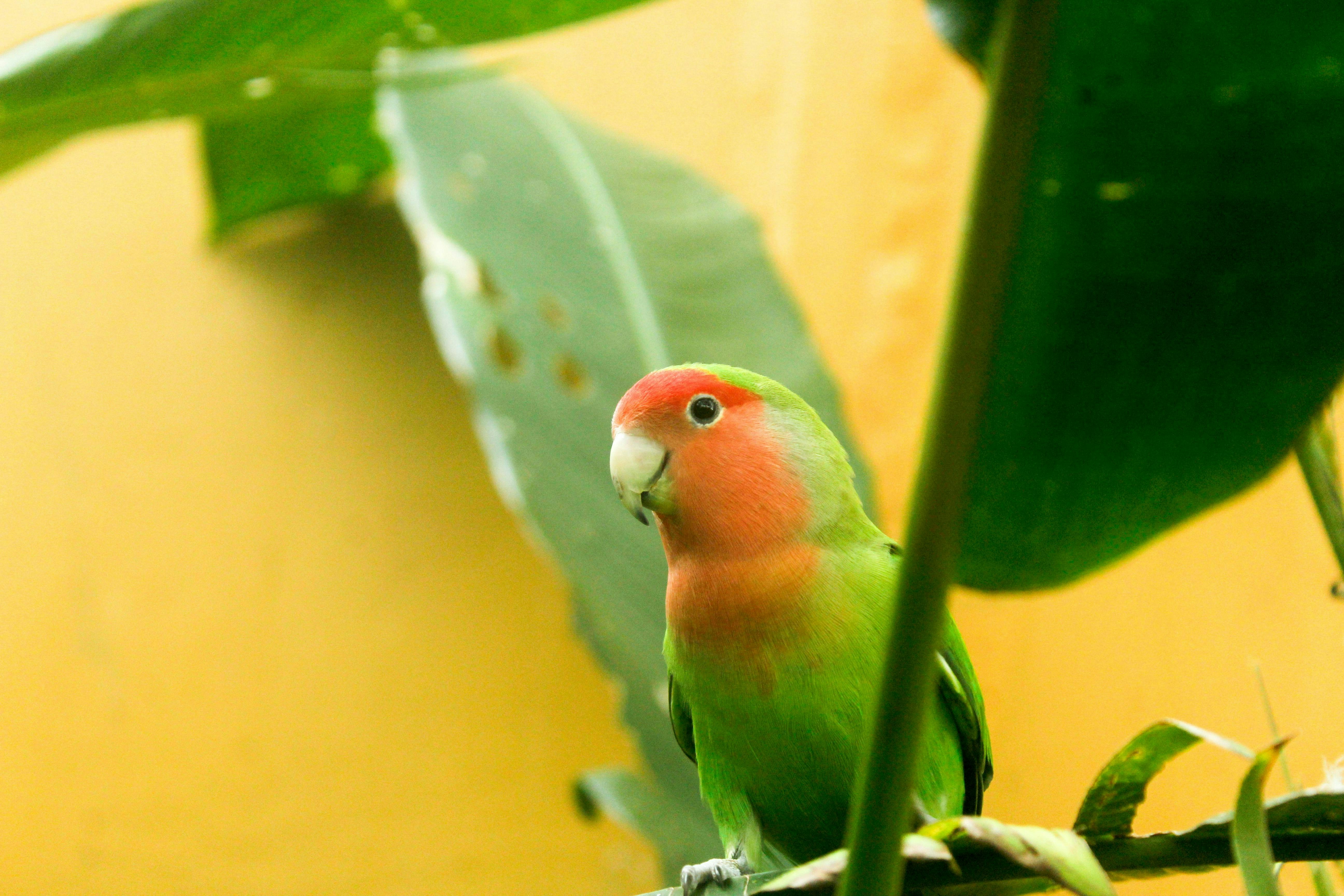 Oiseaux