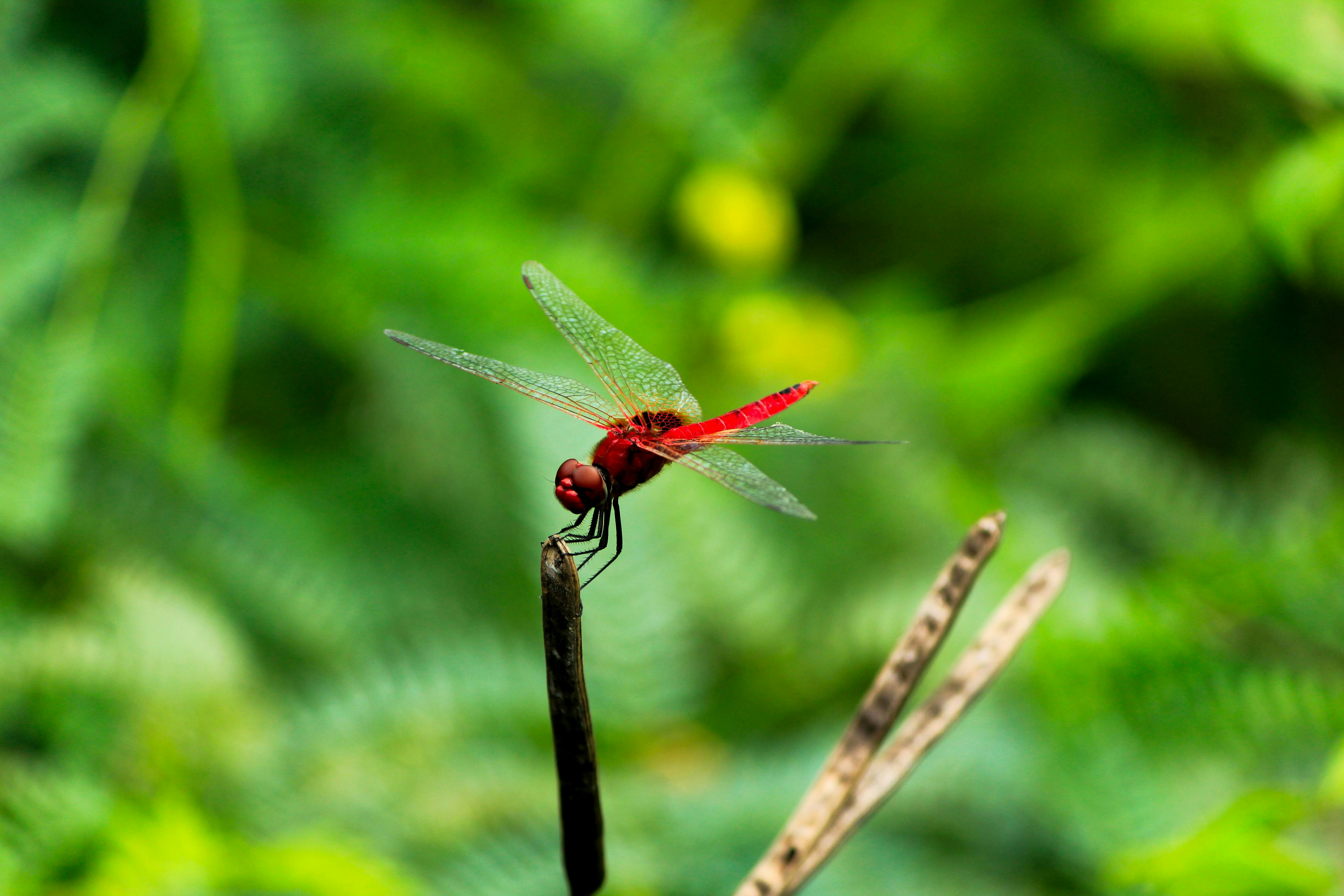 Photo by nsnclicks