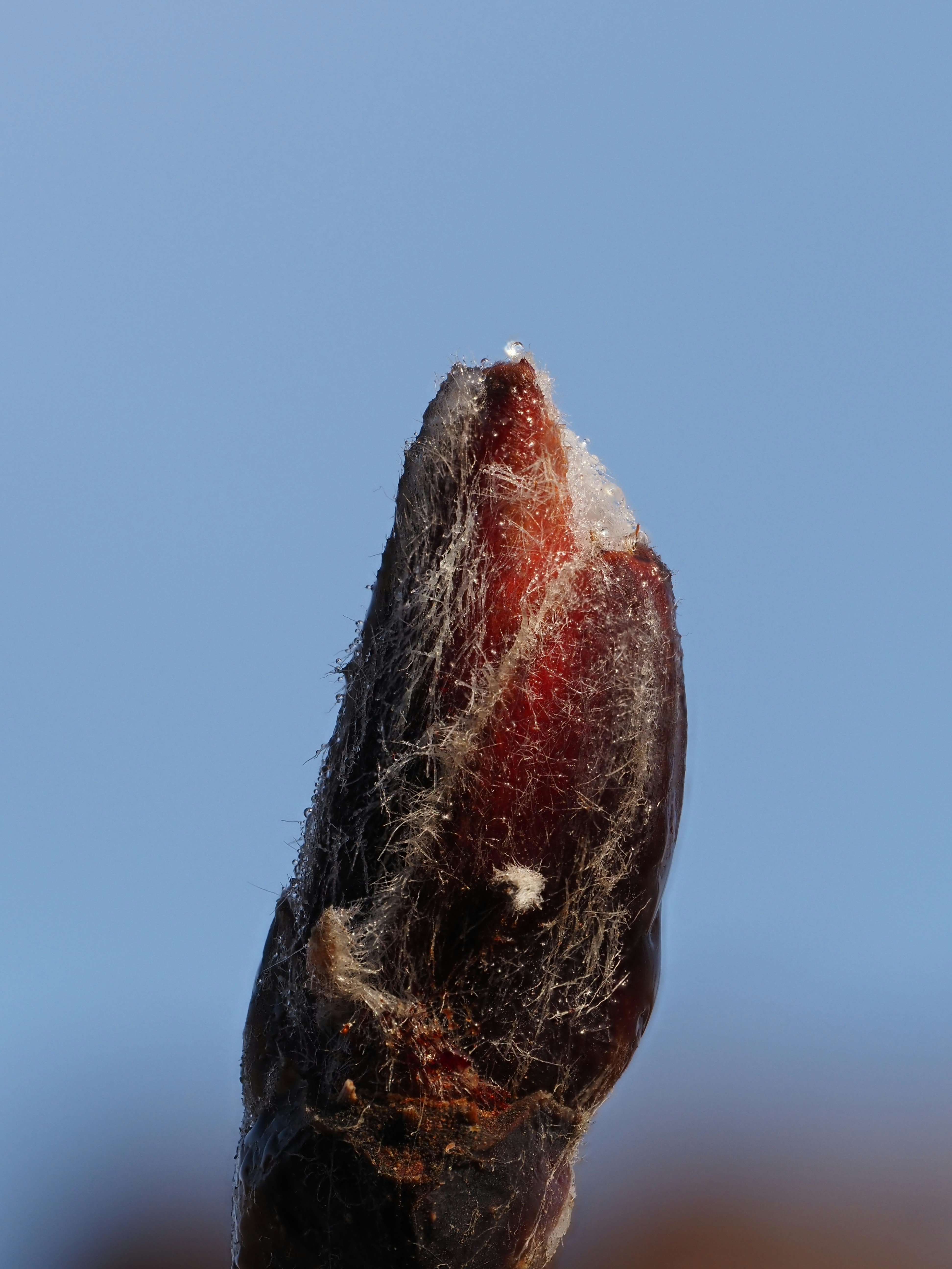 Close-up of a tree bud against a blue sky
