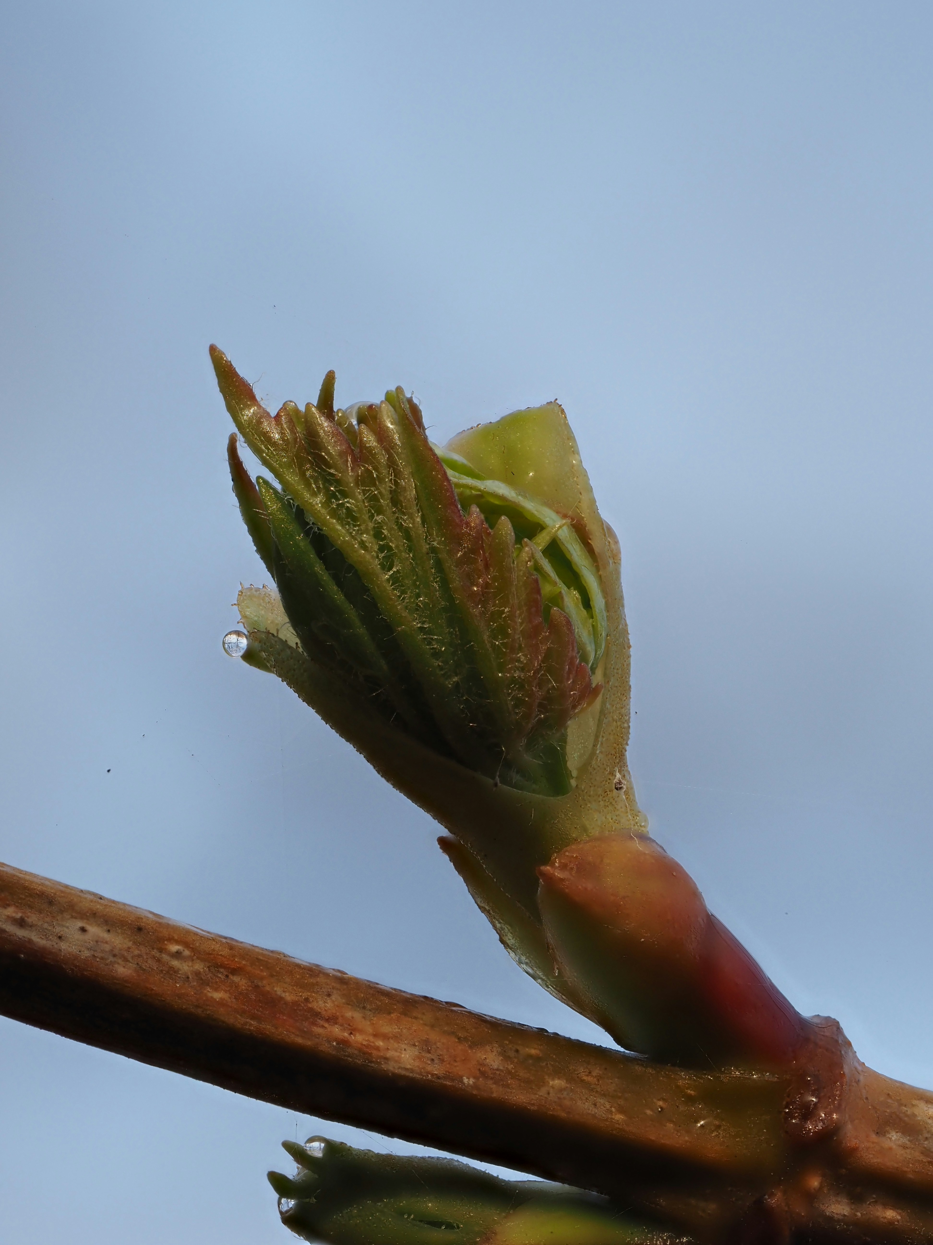 A new bud unfurls on a branch with water droplets.