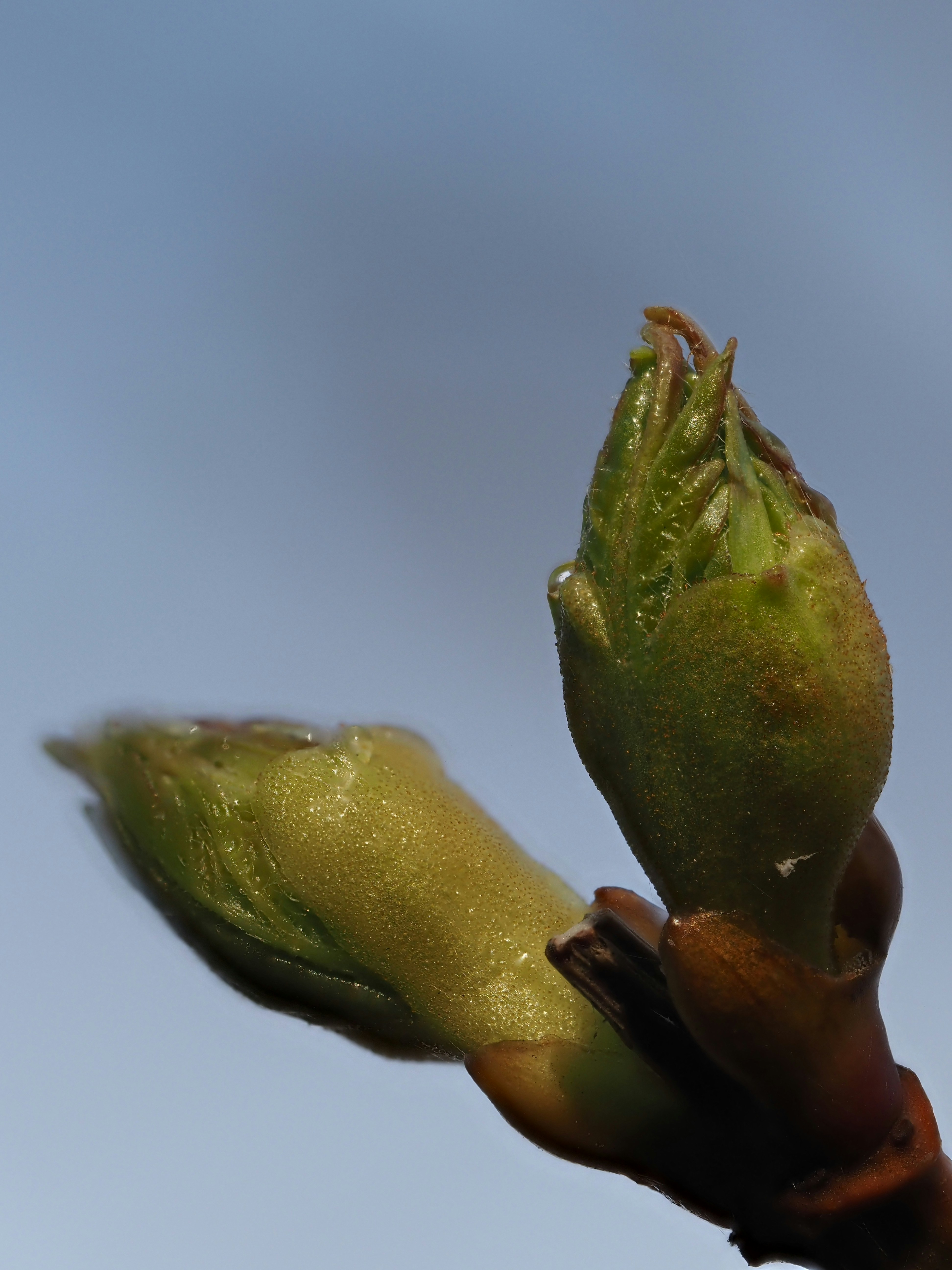Close-up of a tree bud opening against a blue sky.