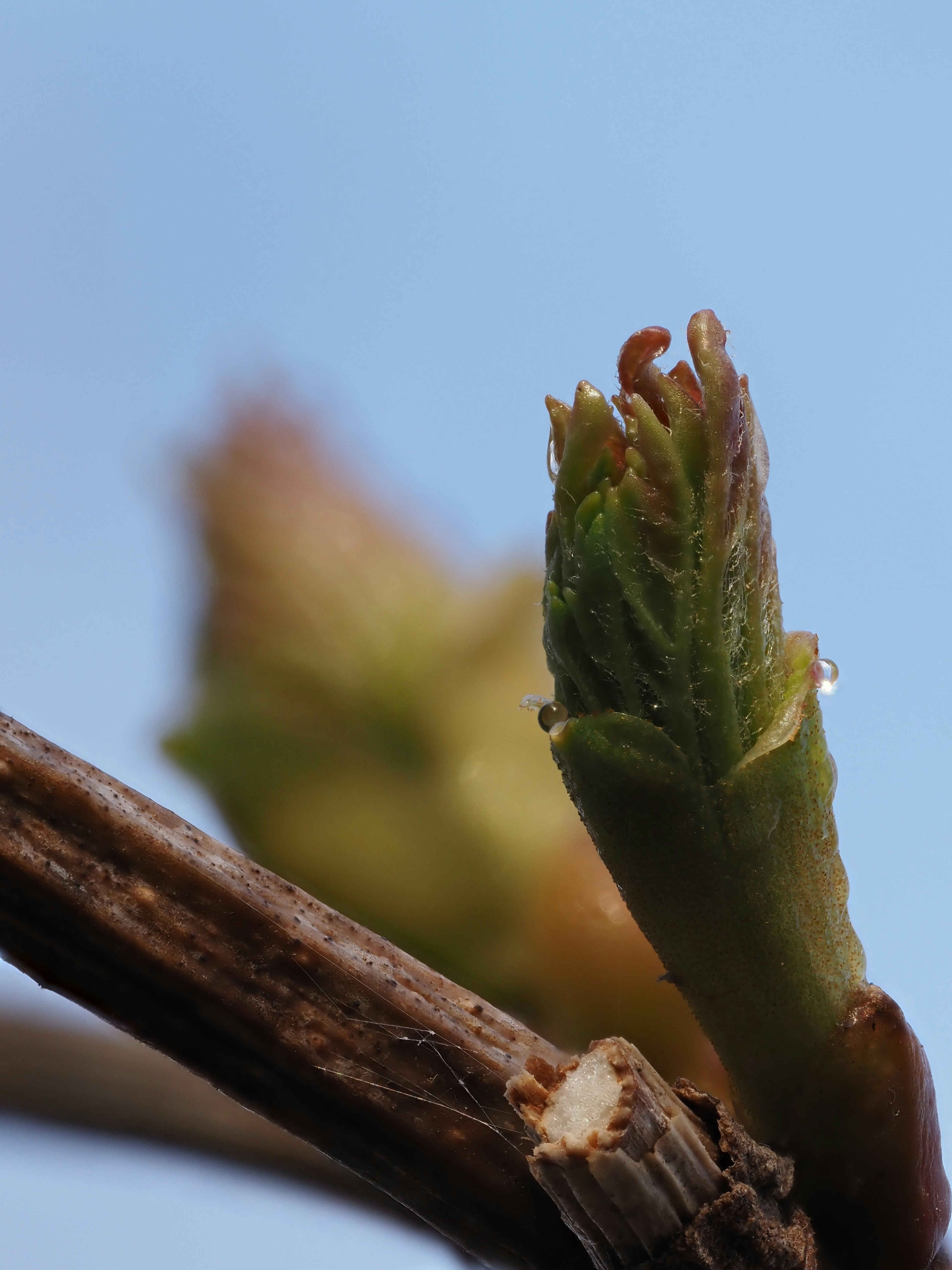 A new green bud sprouts from a branch.