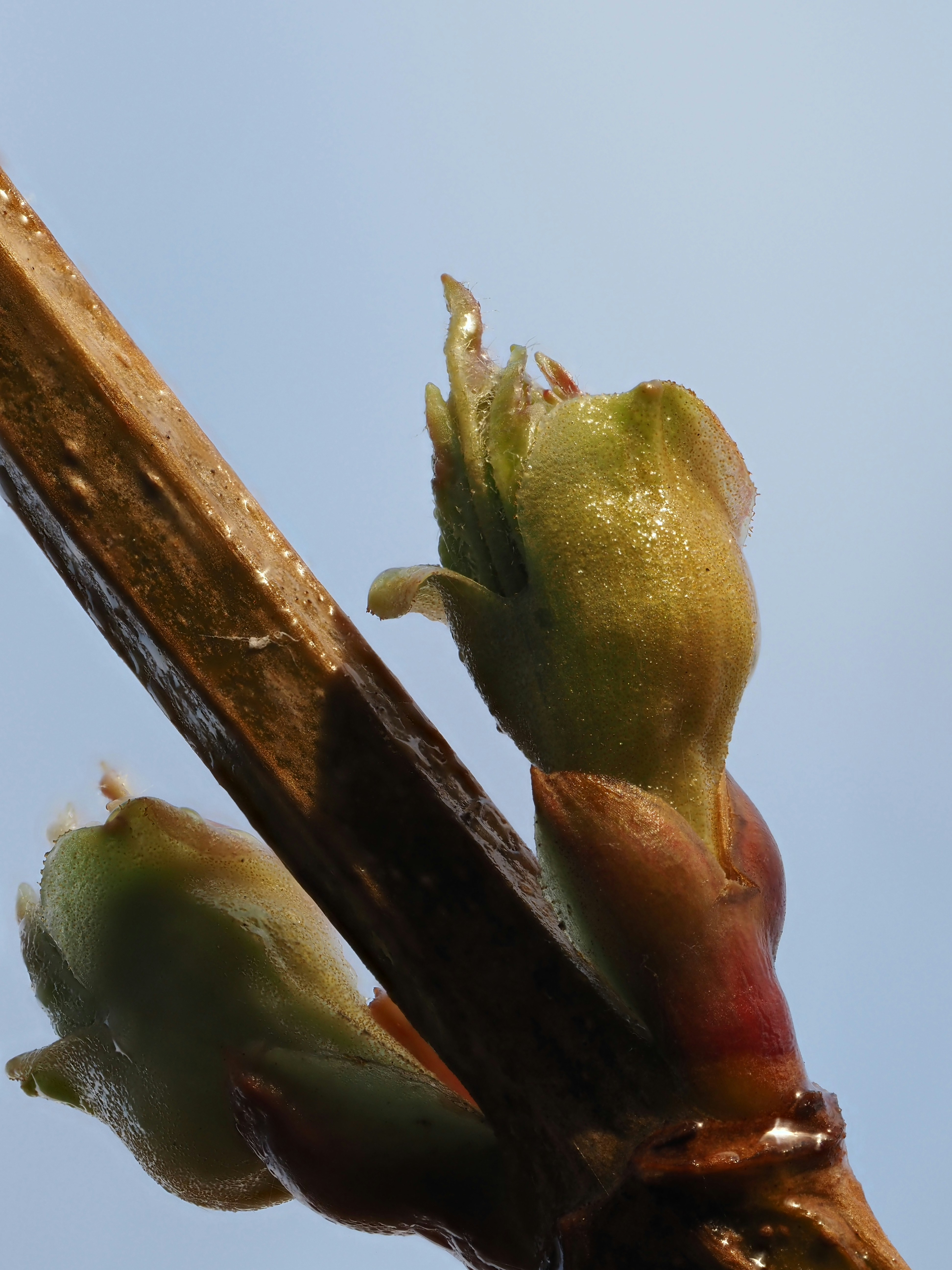 Close-up of tree buds on a branch against sky
