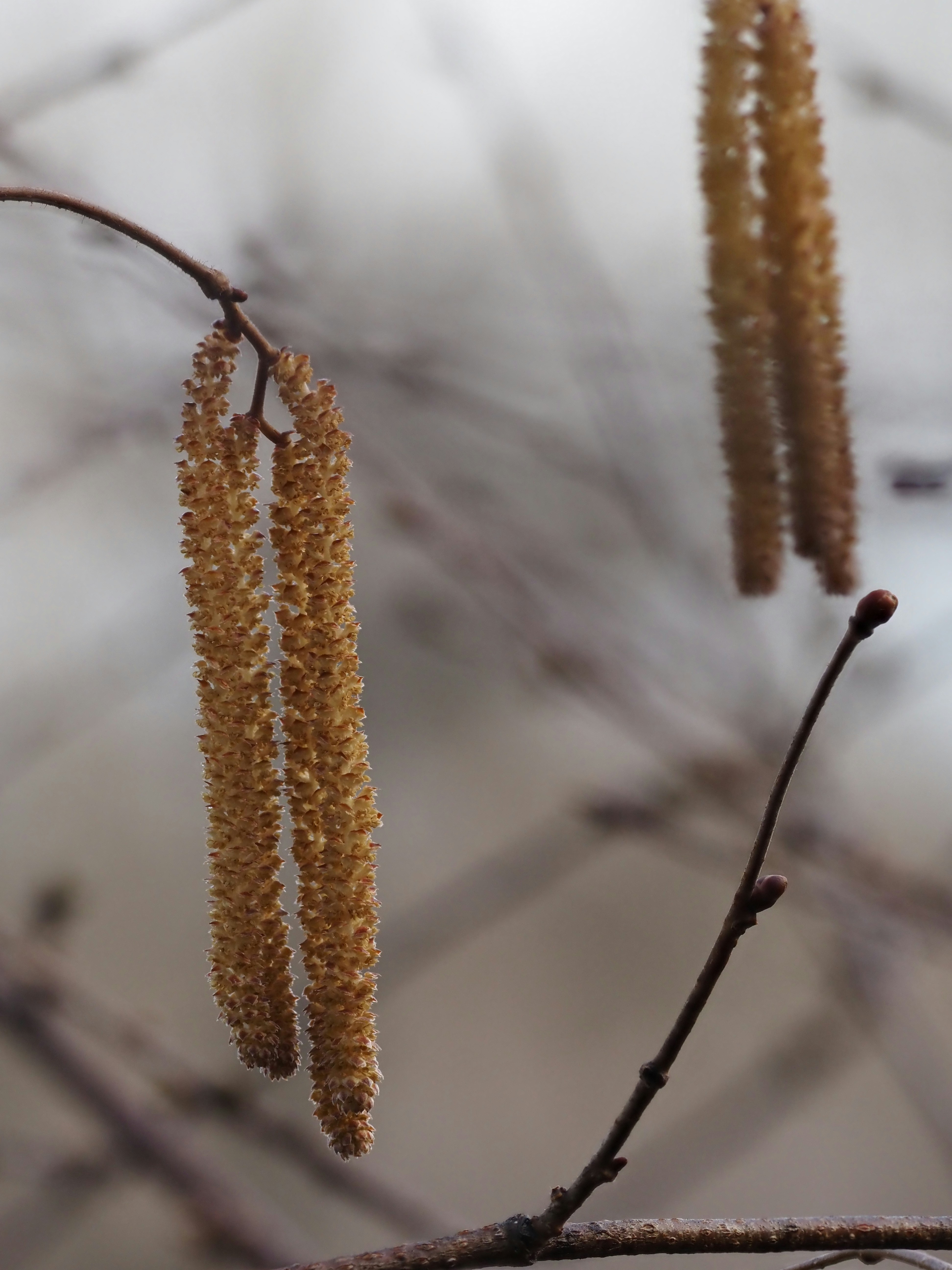 Close-up of hanging catkins on a bare branch.