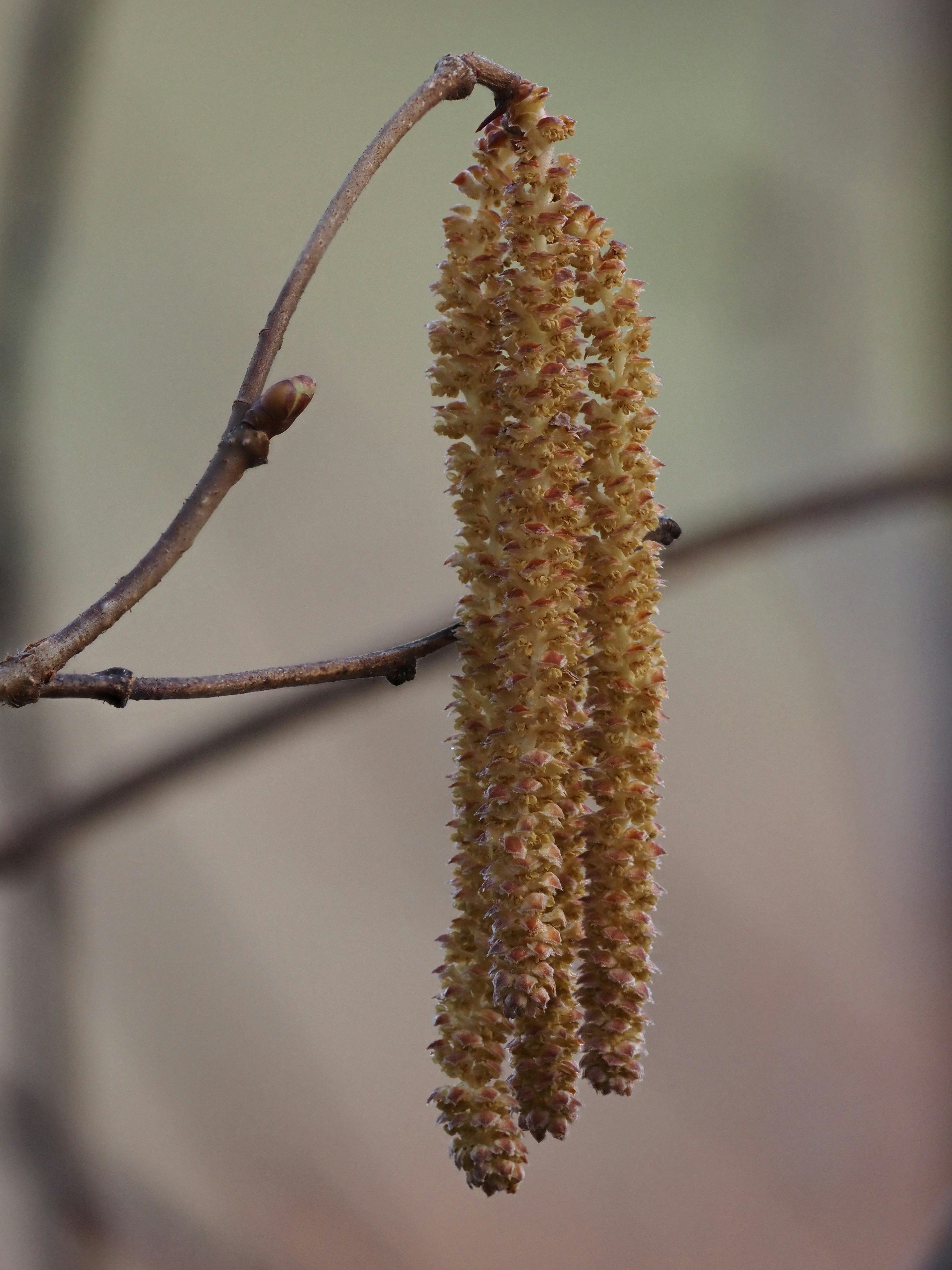 A hanging catkin on a bare tree branch.