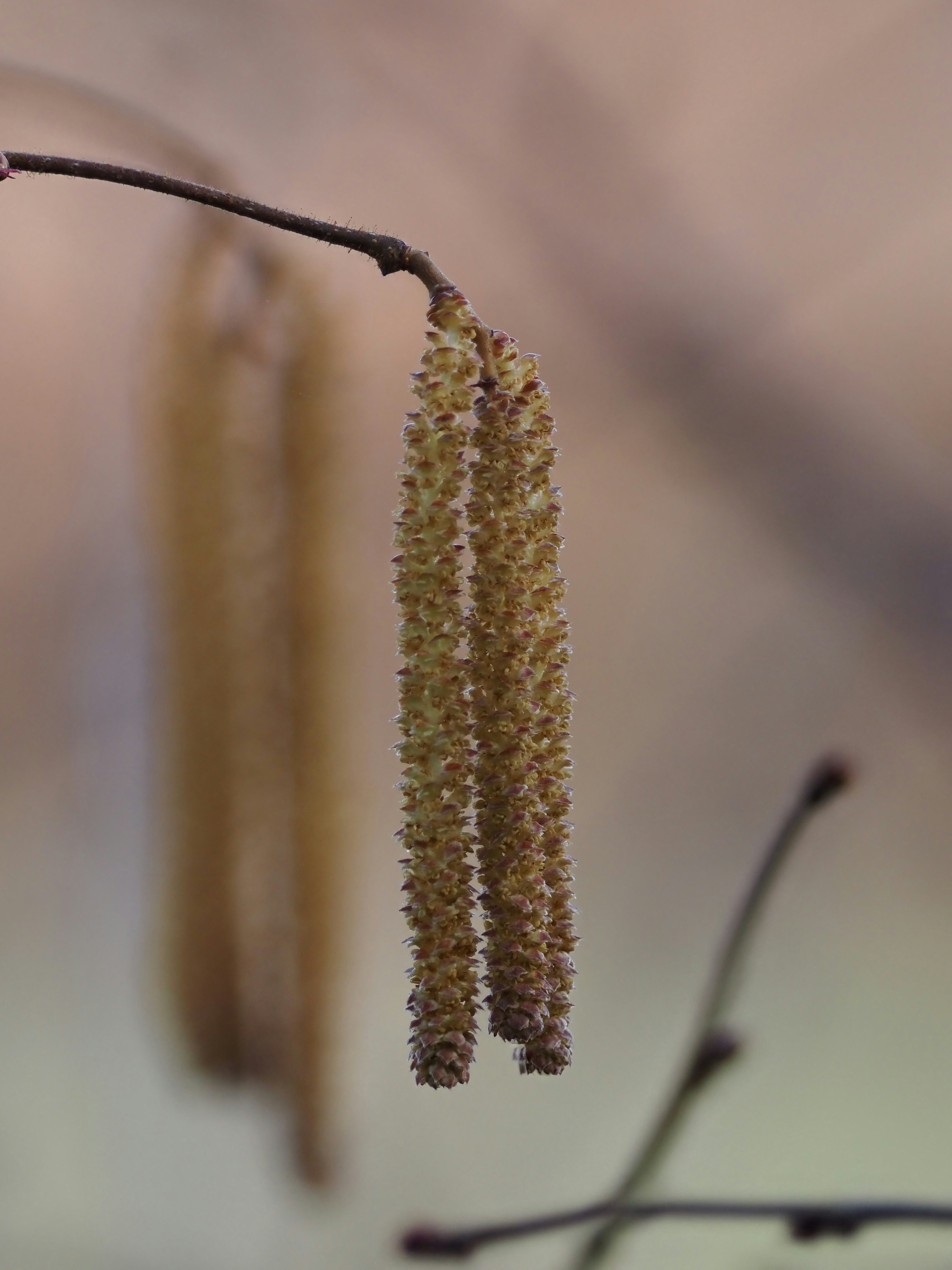 Two catkins hang from a thin branch