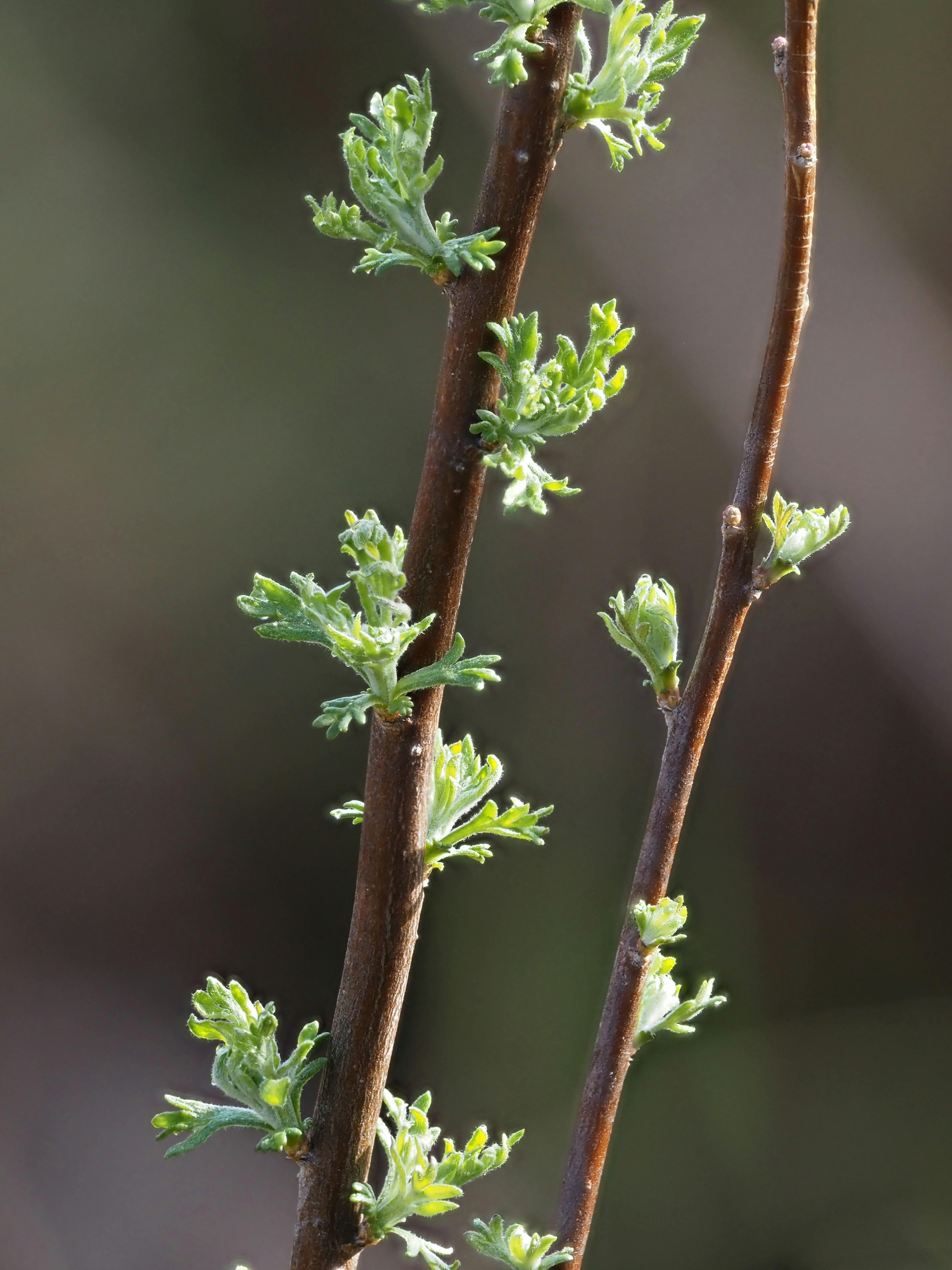 New green leaves unfurling on brown branches