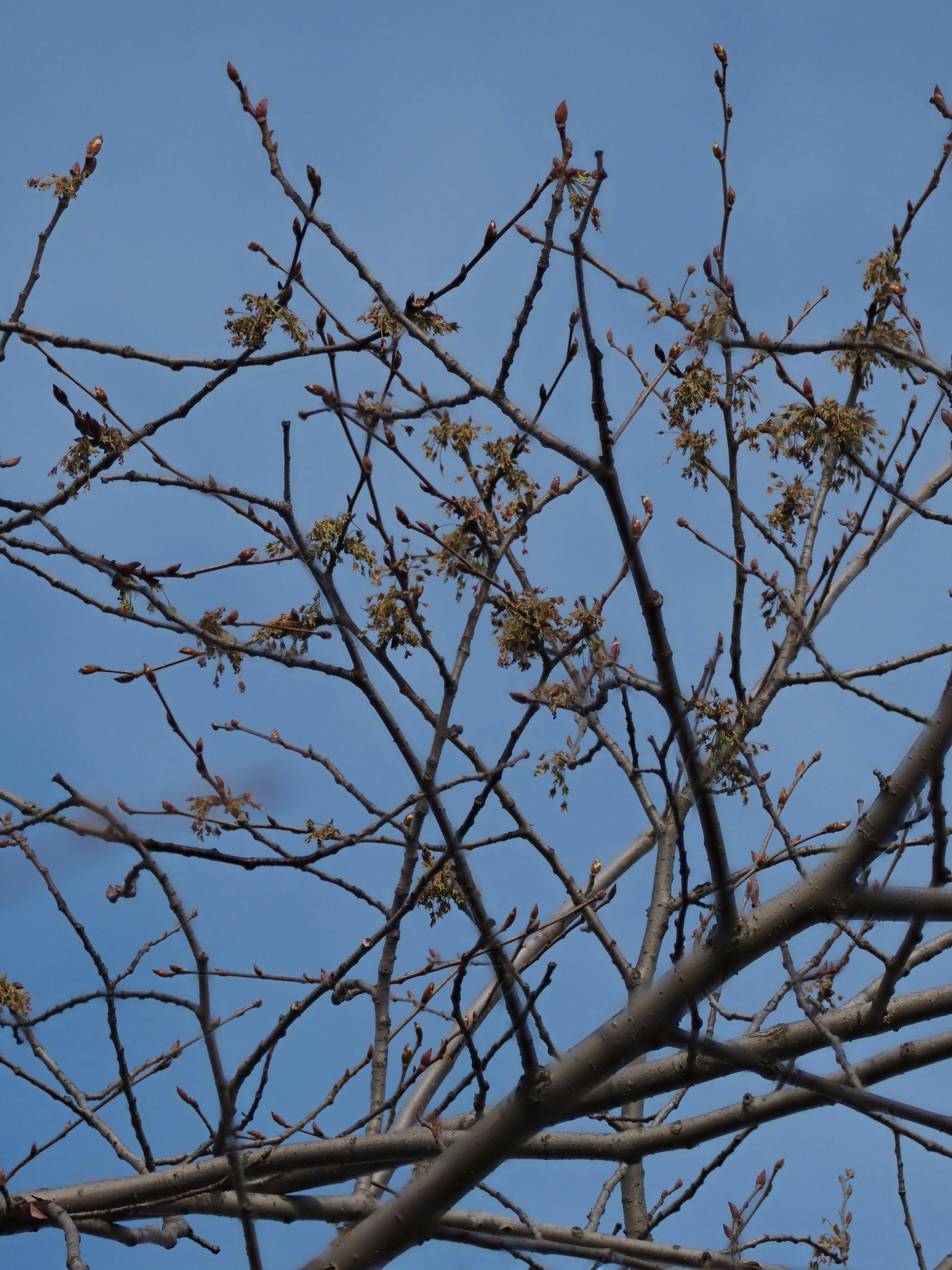 Bare tree branches with small buds against sky