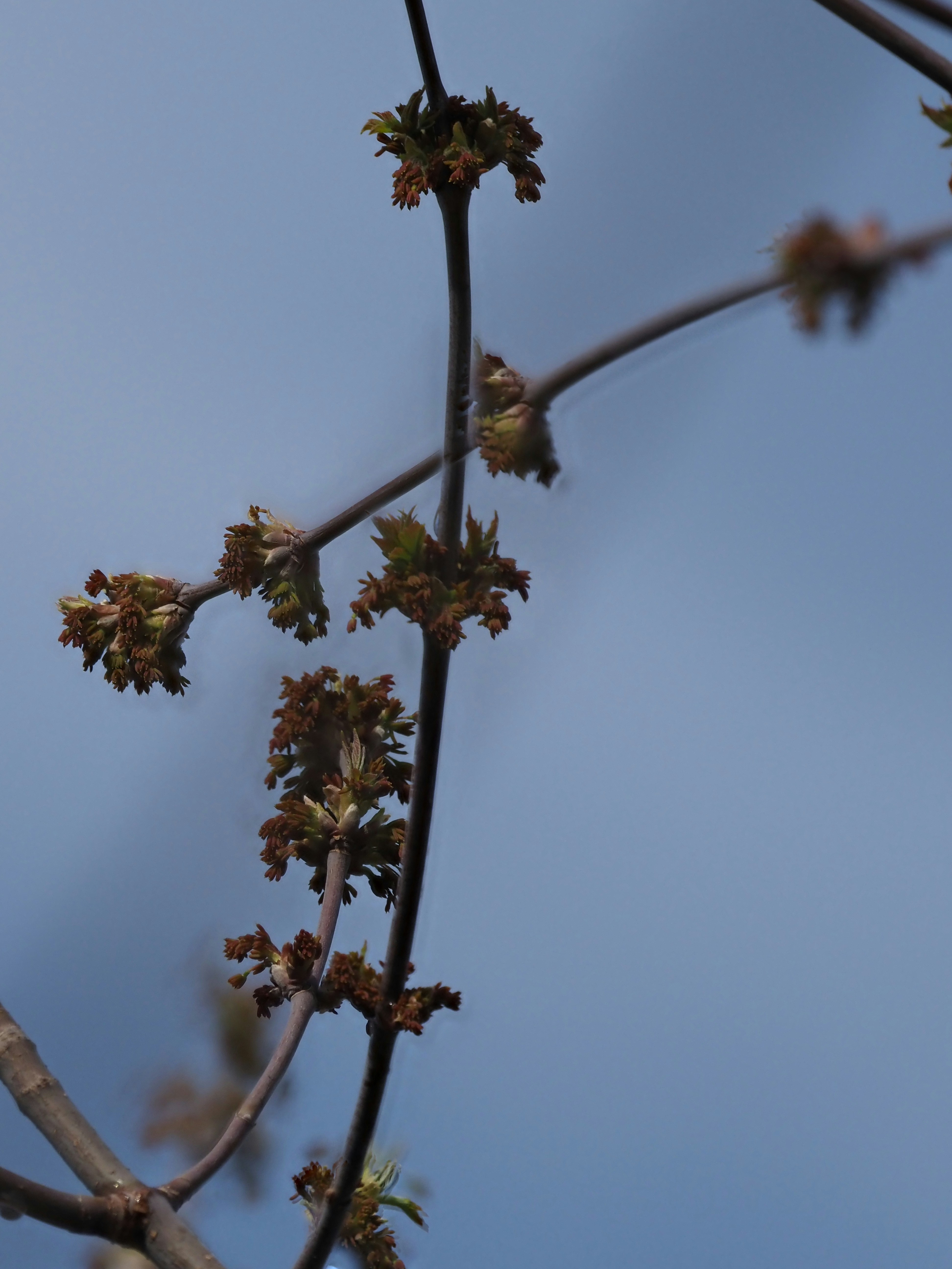 Tree branches with small buds against a blue sky