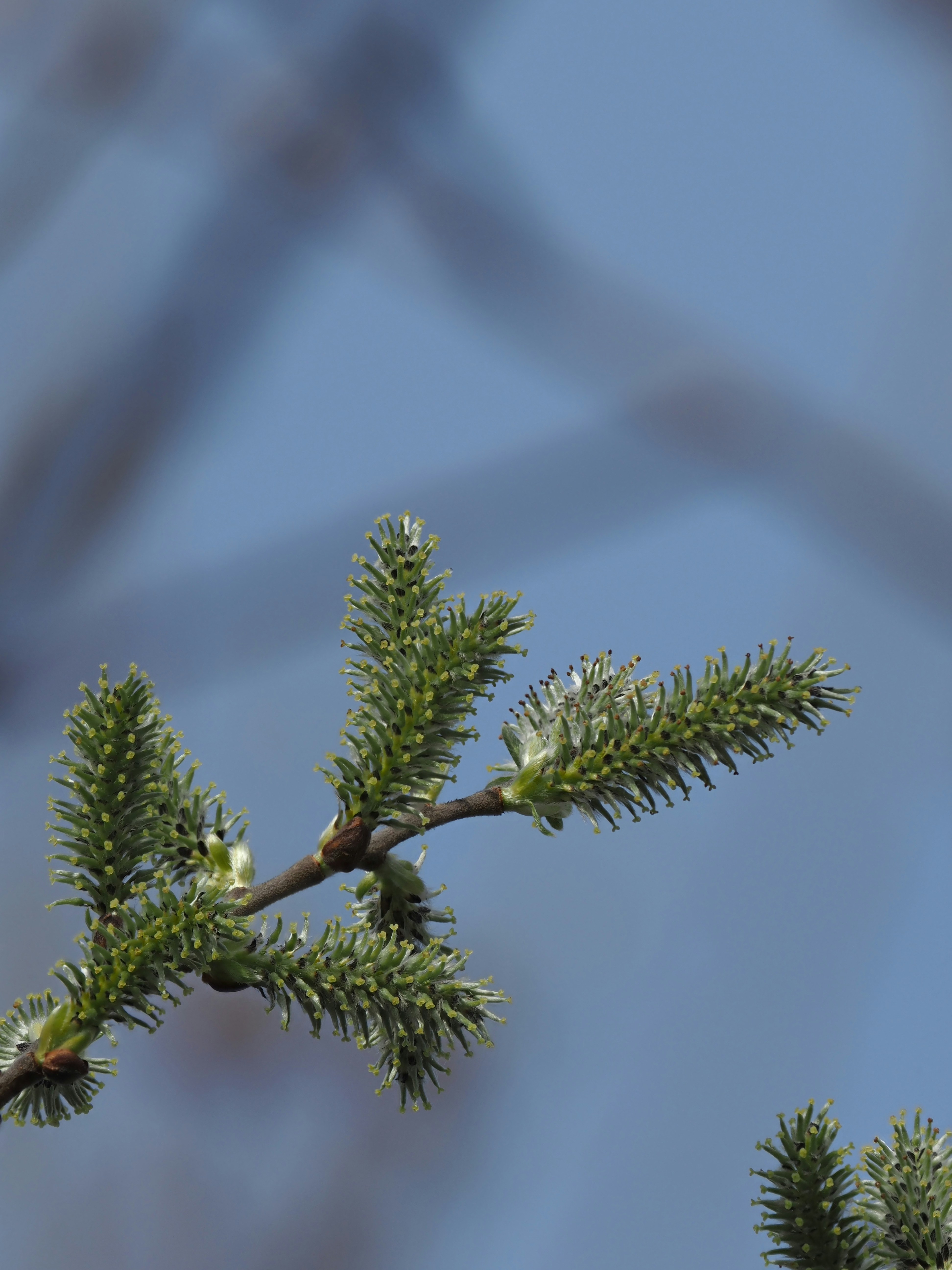 A branch with new spring buds against a blue sky