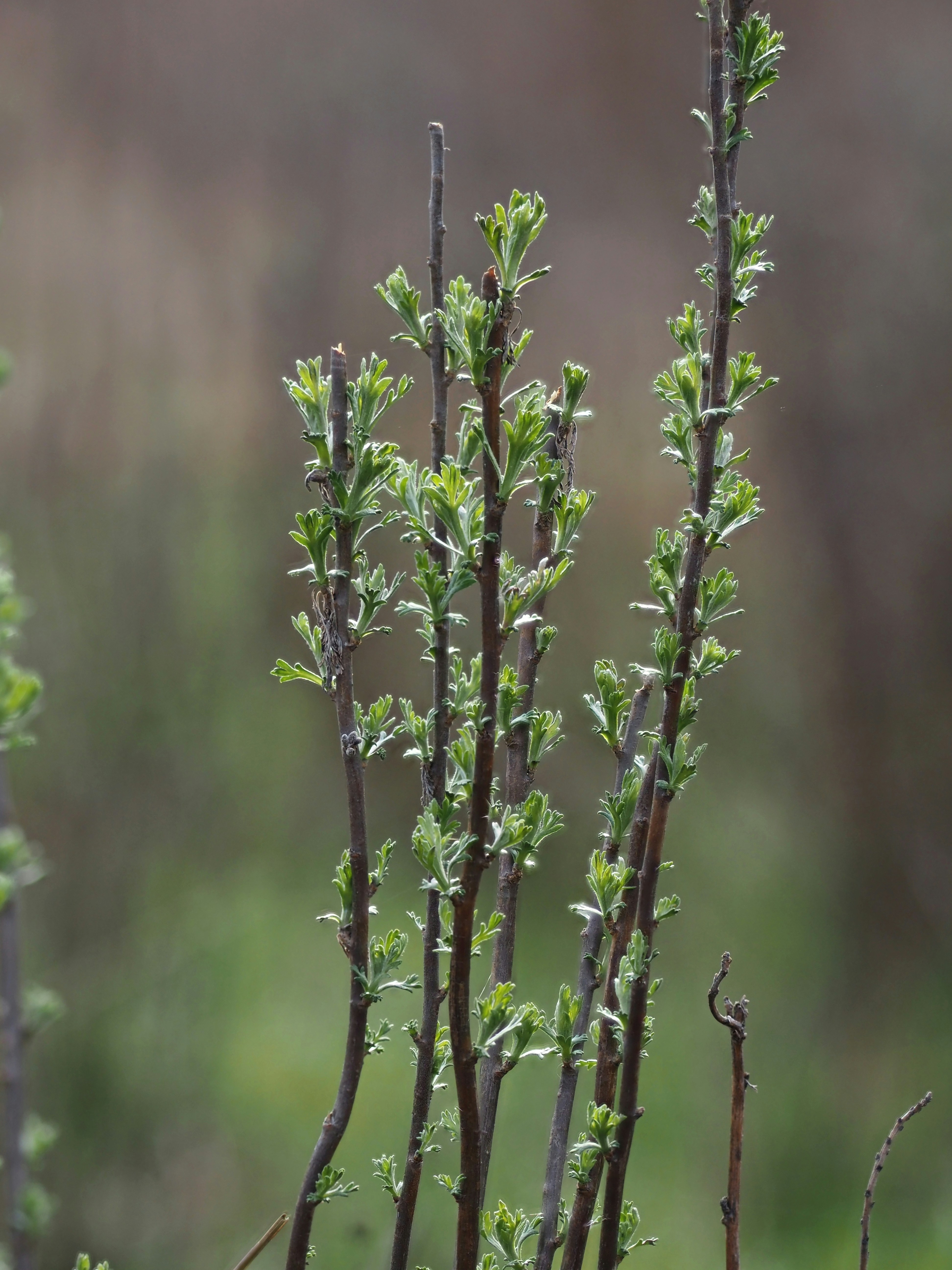 Young green shoots emerging from dark branches