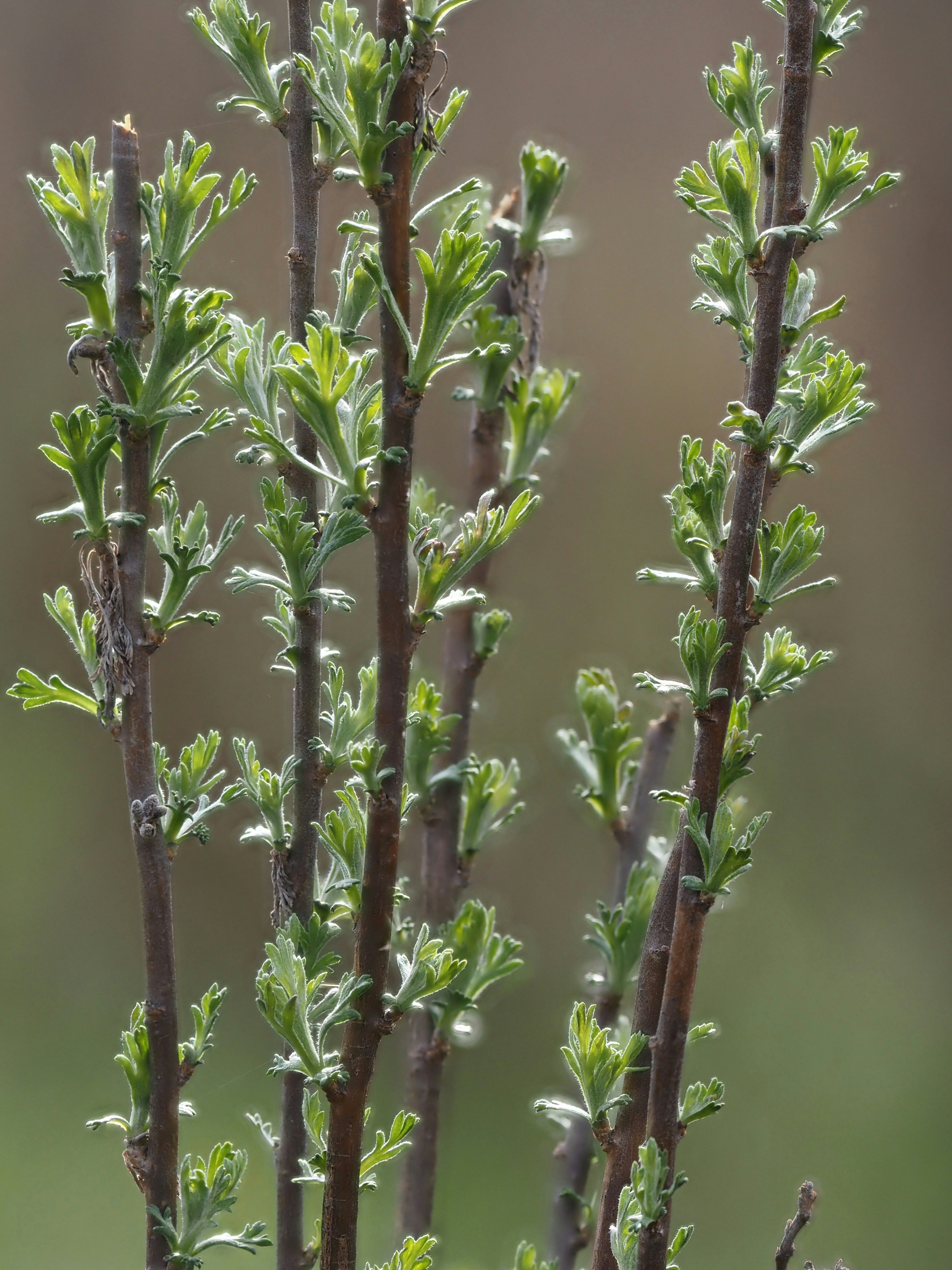 Young green leaves emerging on thin branches.