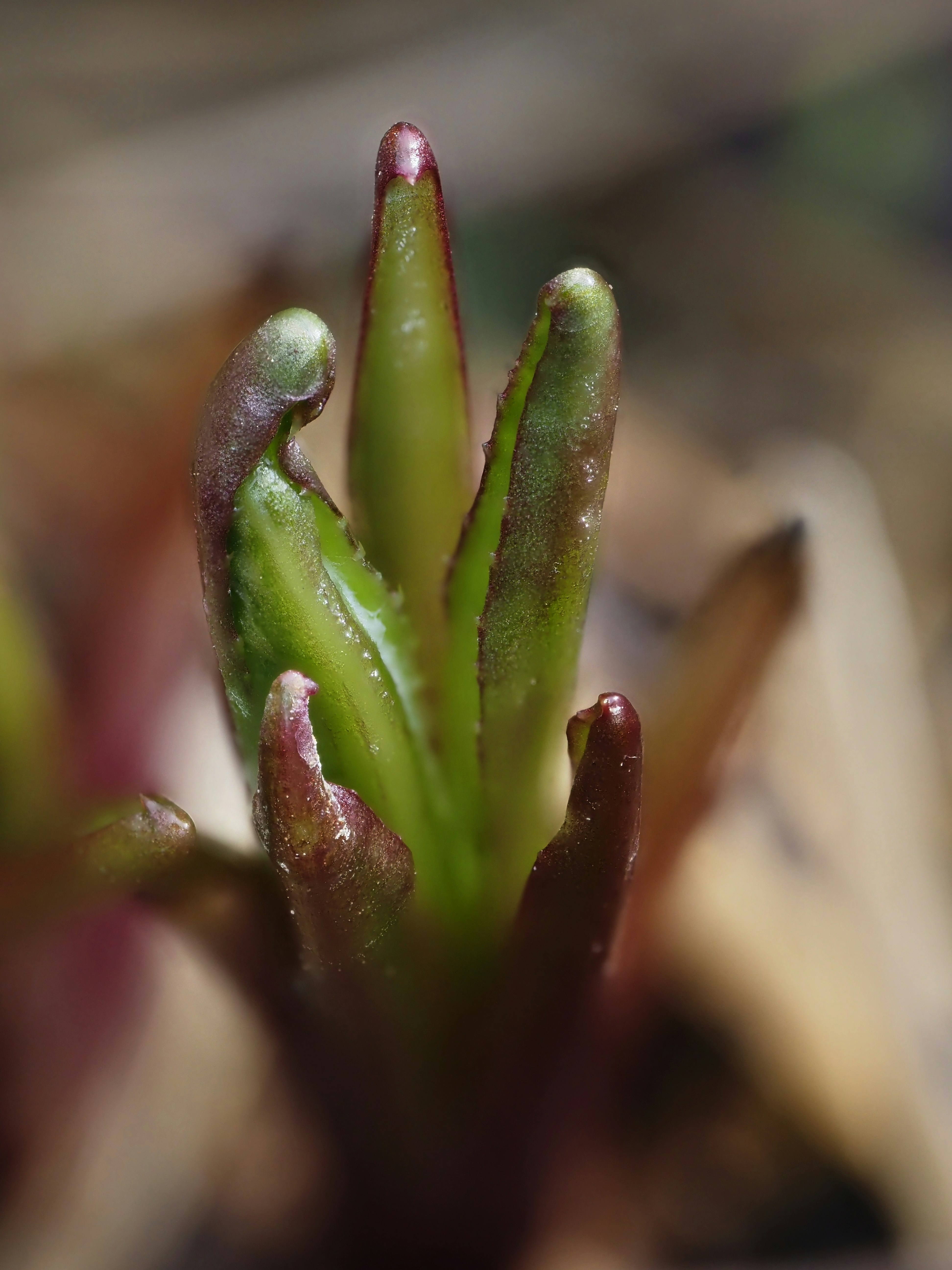 Close-up of a new plant sprout emerging from the ground.