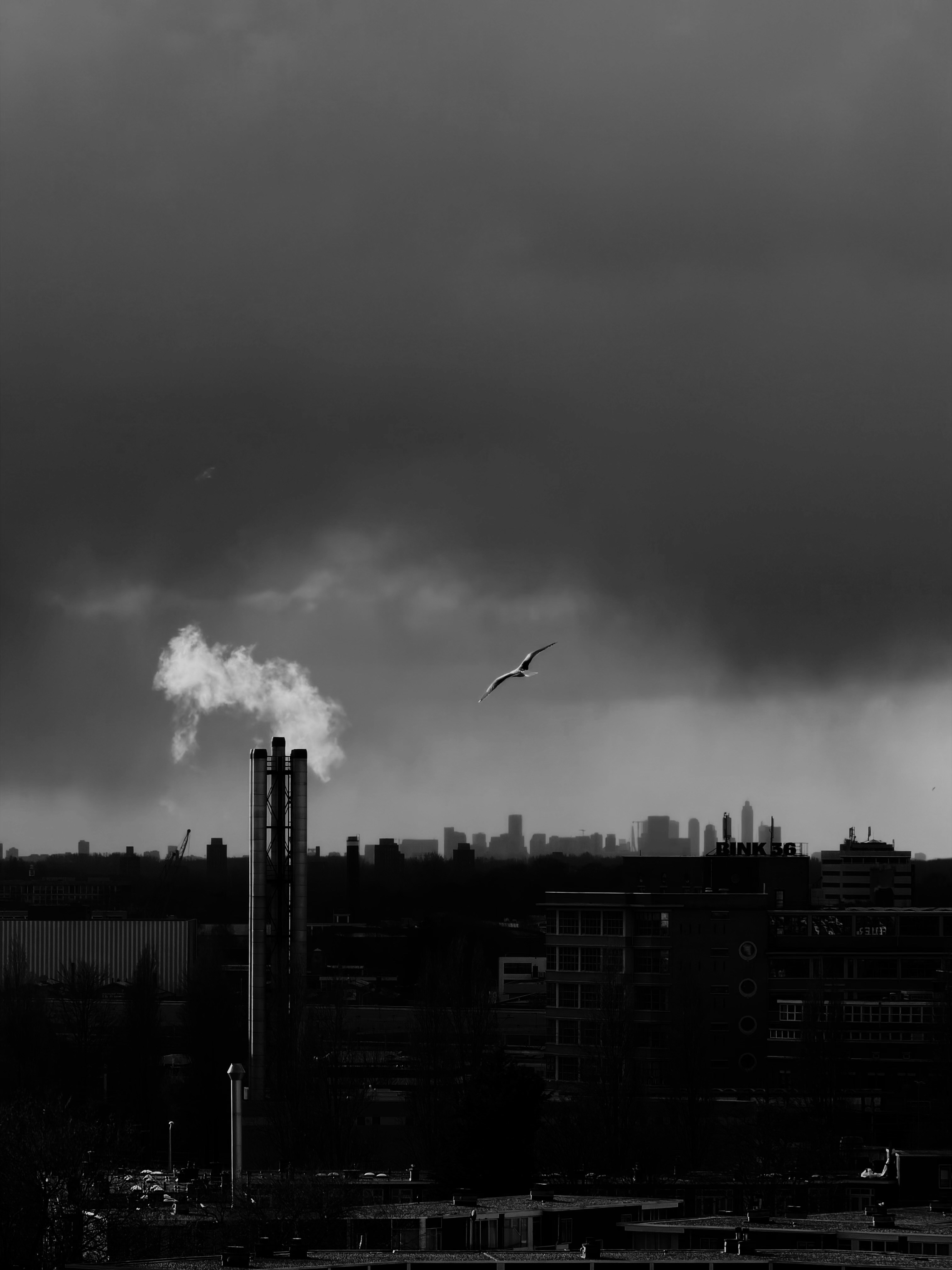 Una gaviota vuela sobre el horizonte de una ciudad bajo nubes oscuras.