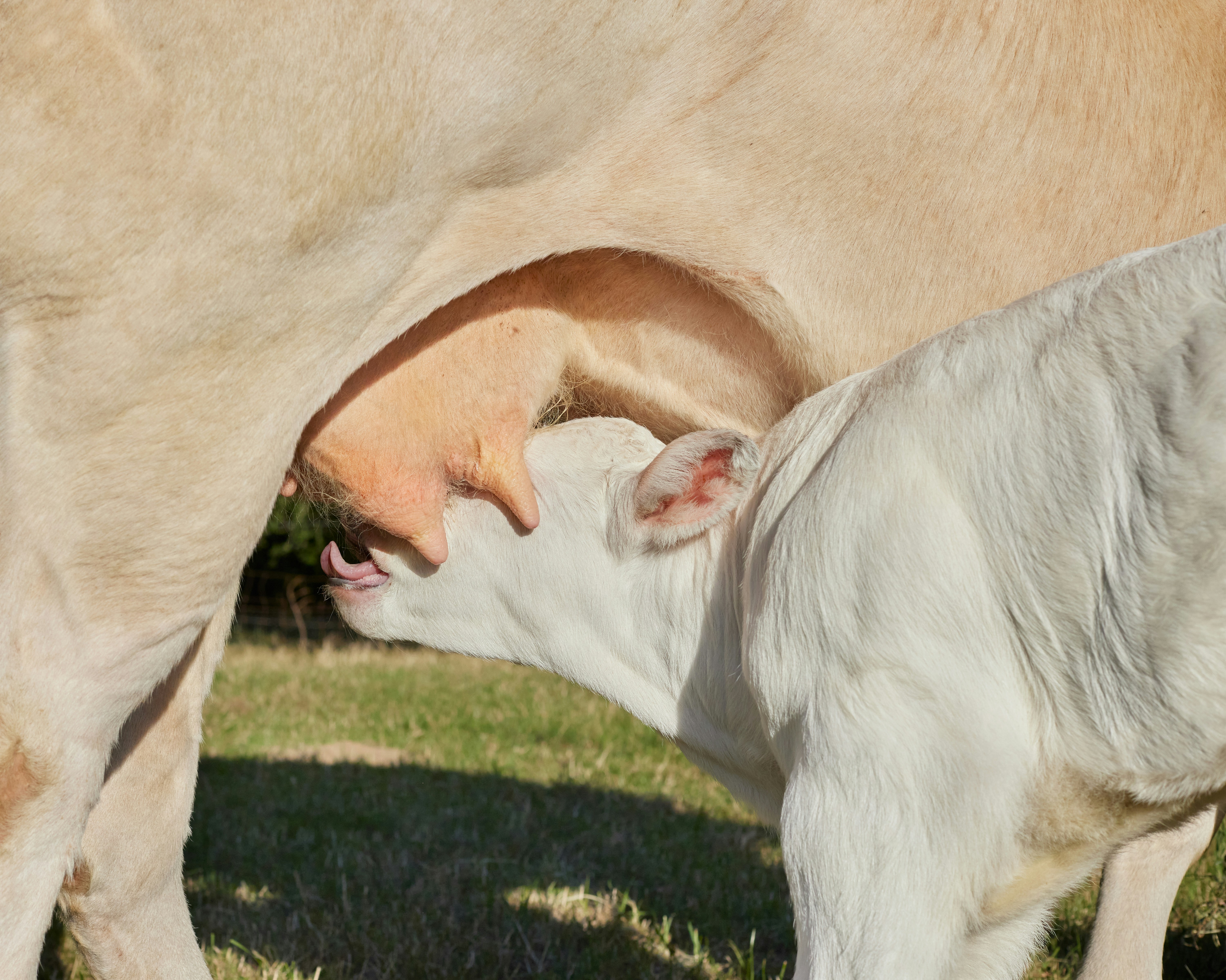 A calf nurses from its mother cow on grassy field