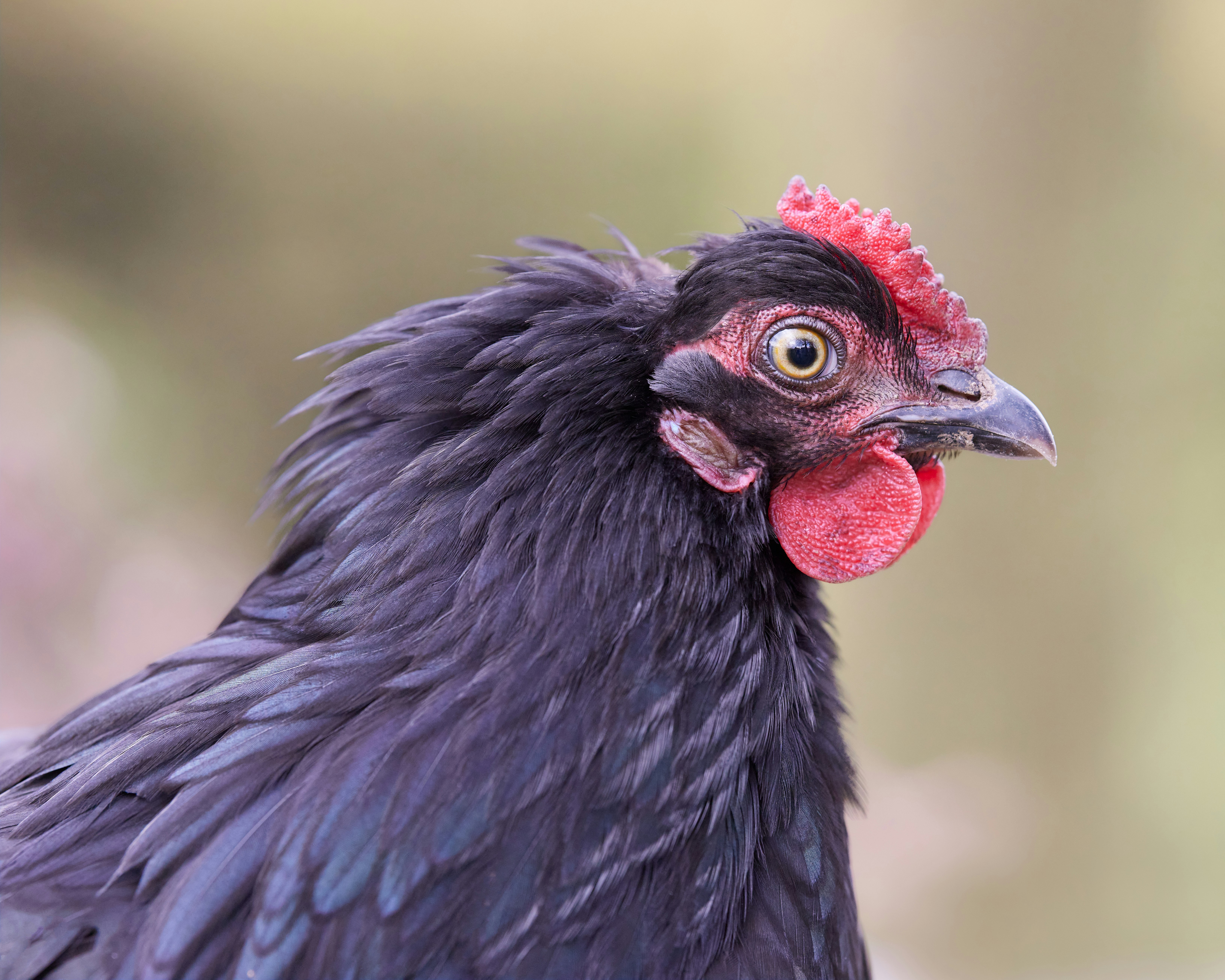 Close up of a black chicken's head and neck