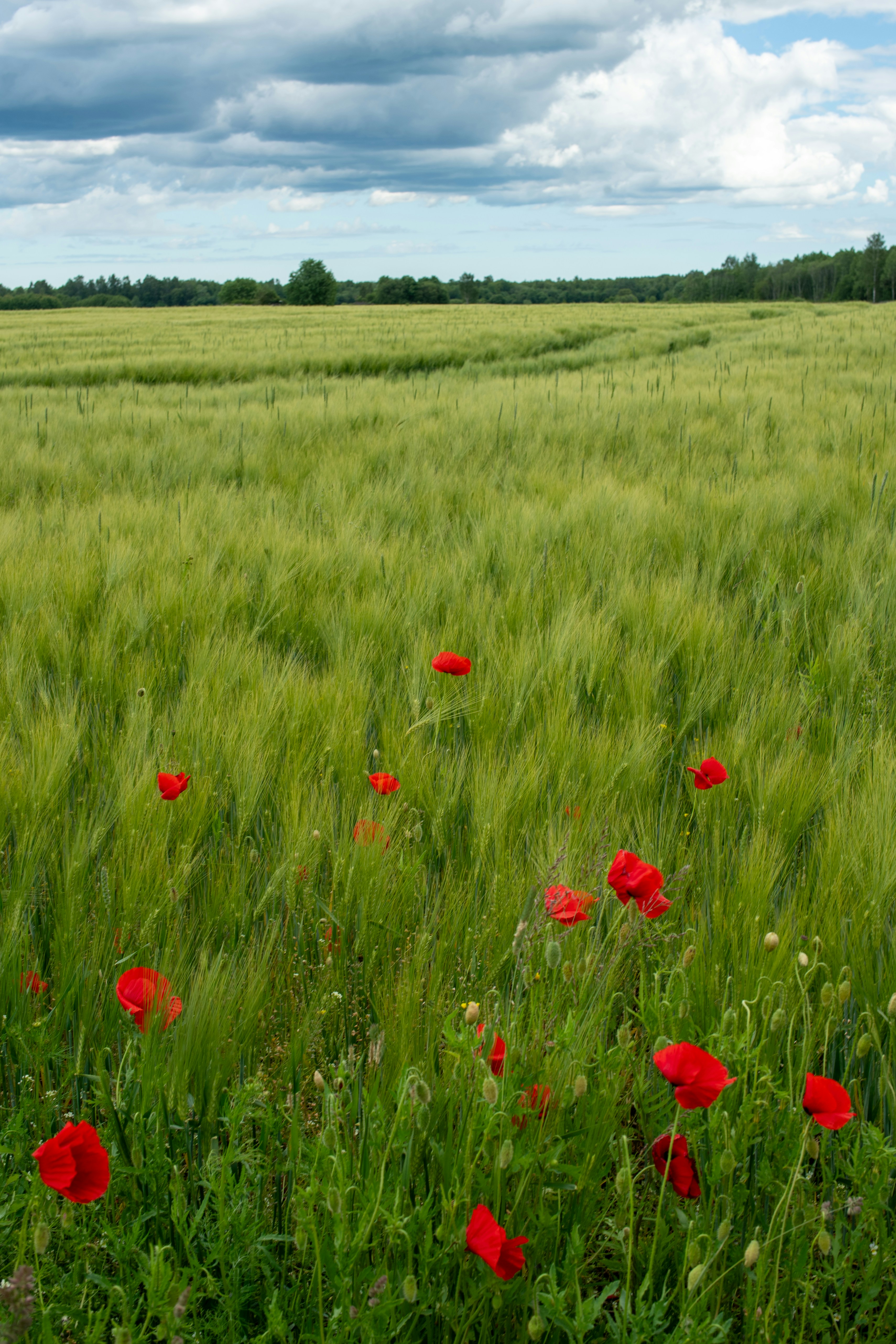 Muhu Island: Saaremaa's Quieter Neighbor