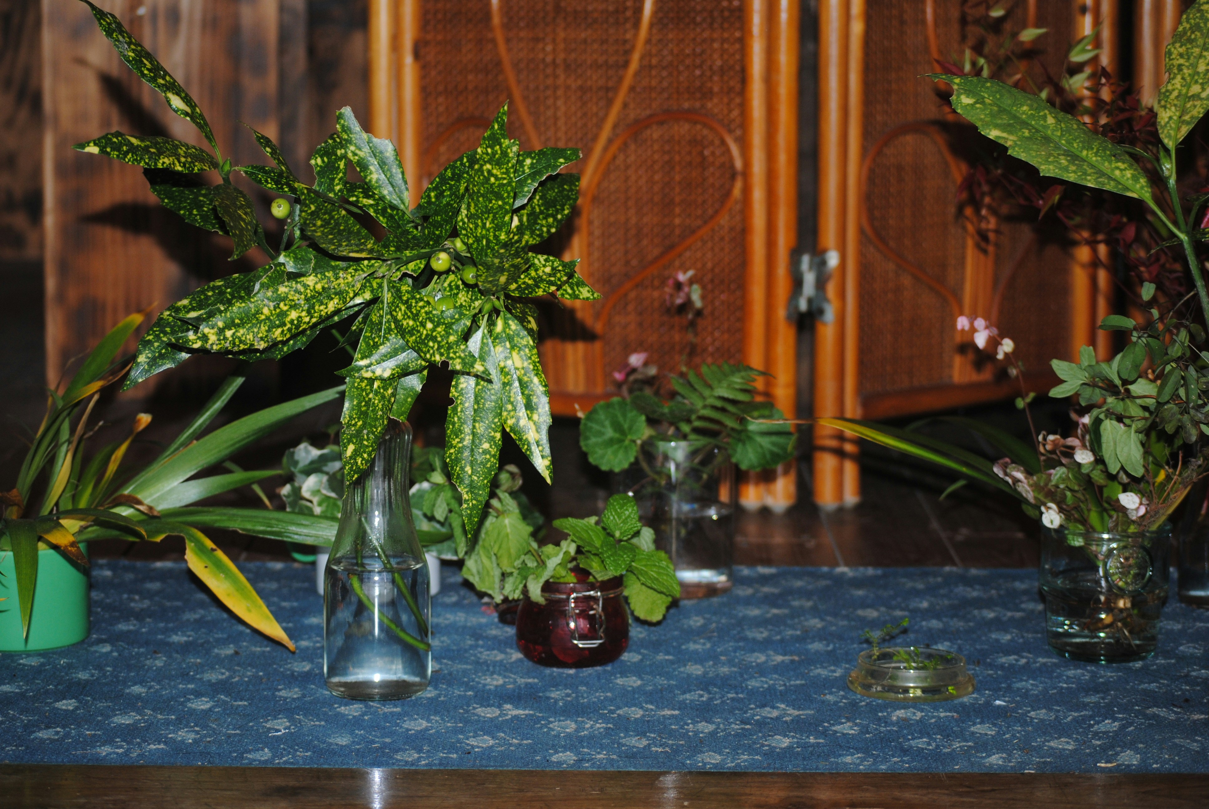 DIY Greenery: Propagating Plants from Cuttings — Assortment of potted plants on a patterned surface.