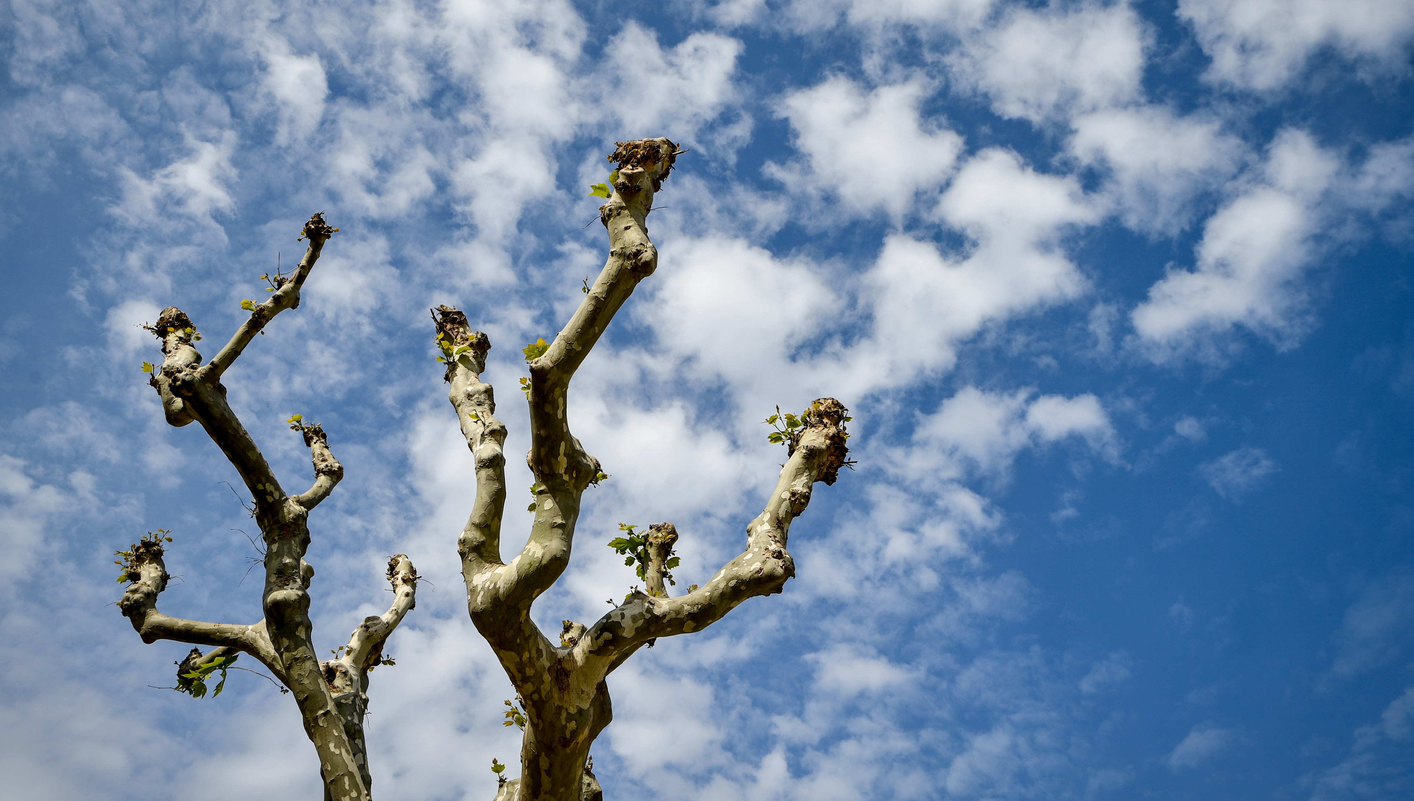 A pollarded plane tree, likely a London plane (Platanus × acerifolia), showcasing urban tree management through systematic pruning to control height and maintain space in a city environment.