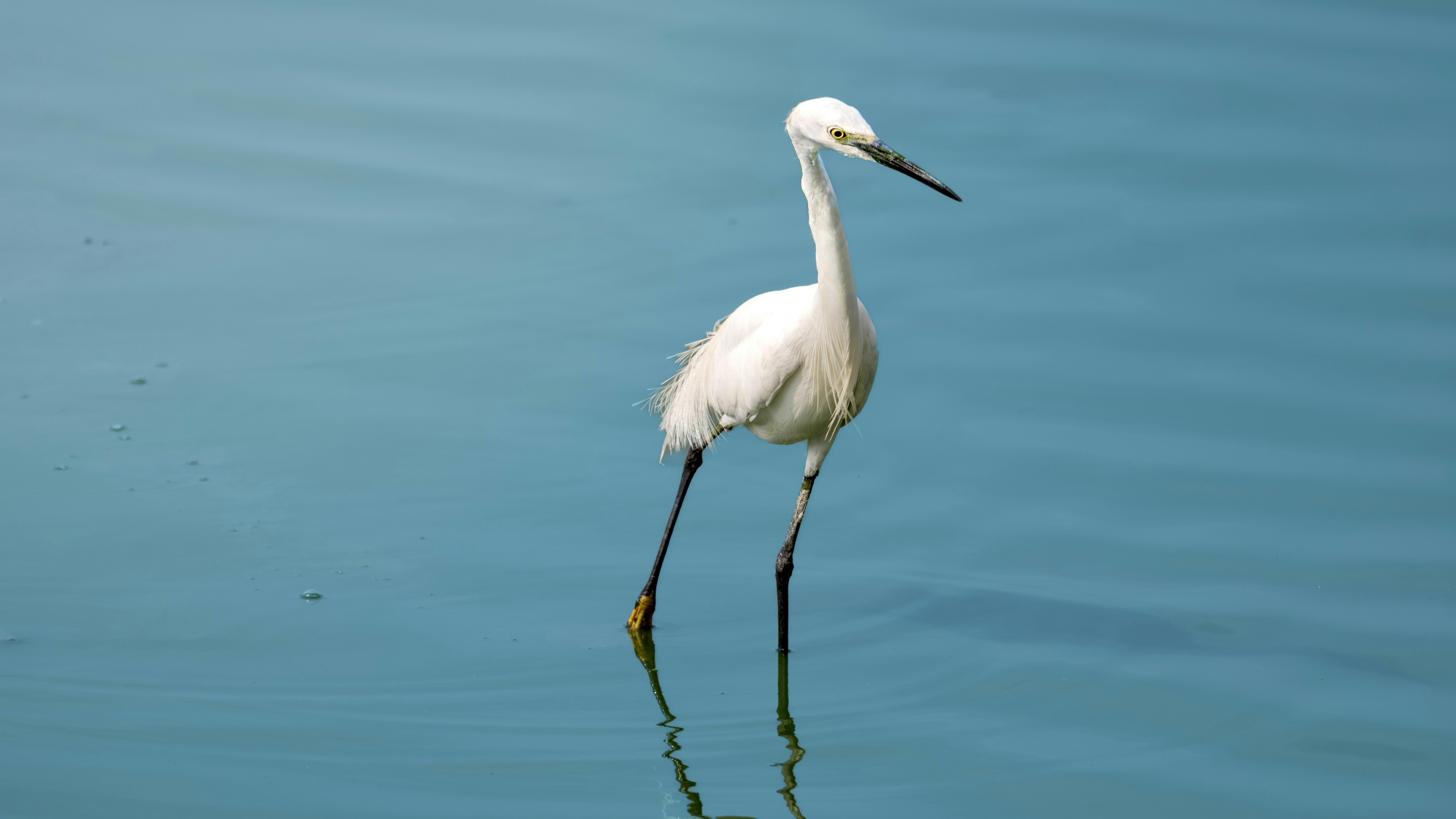 A white egret stands in shallow blue water.