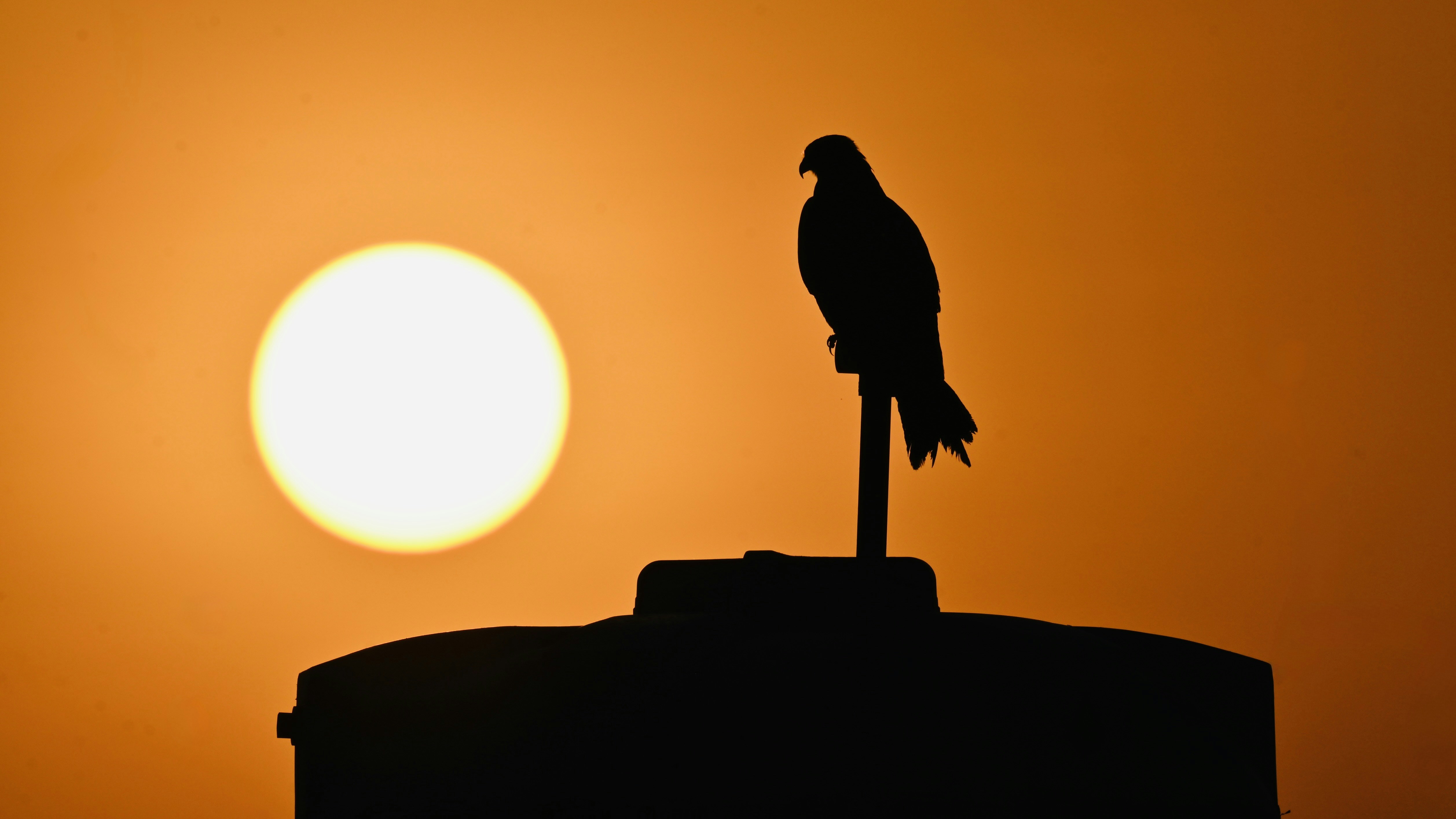 Silhouette of a bird perched on a post at sunset