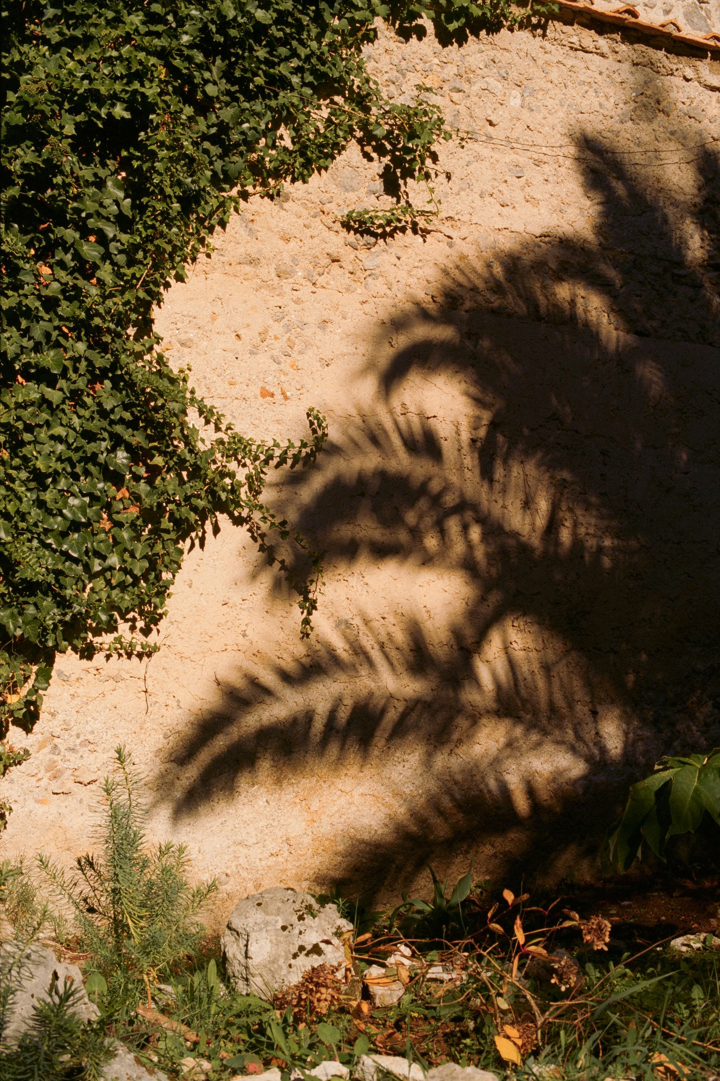 Schatten von Palmwedeln an einer strukturierten Wand