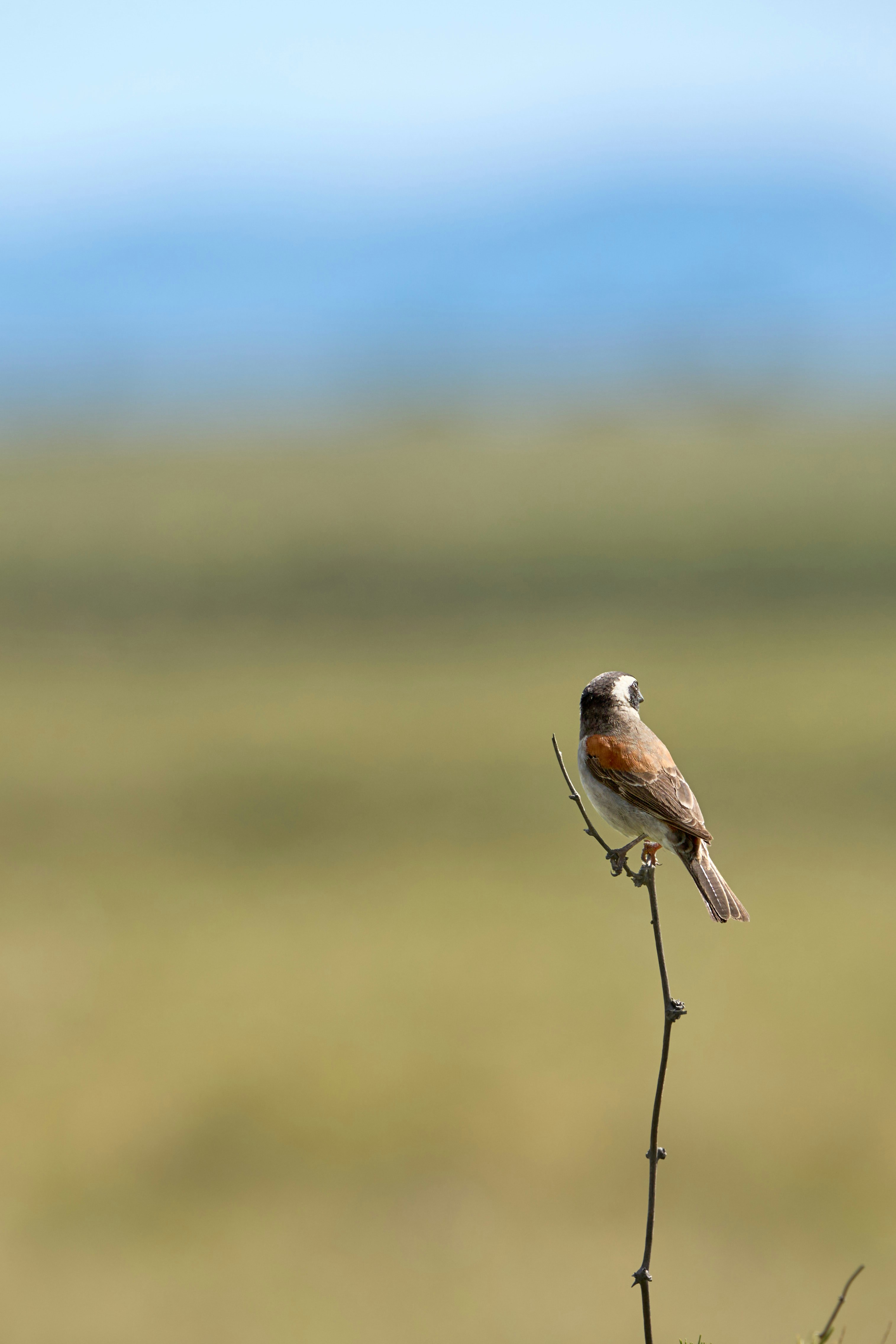 가느다란 가지 위에 앉아 있는 작은 새.