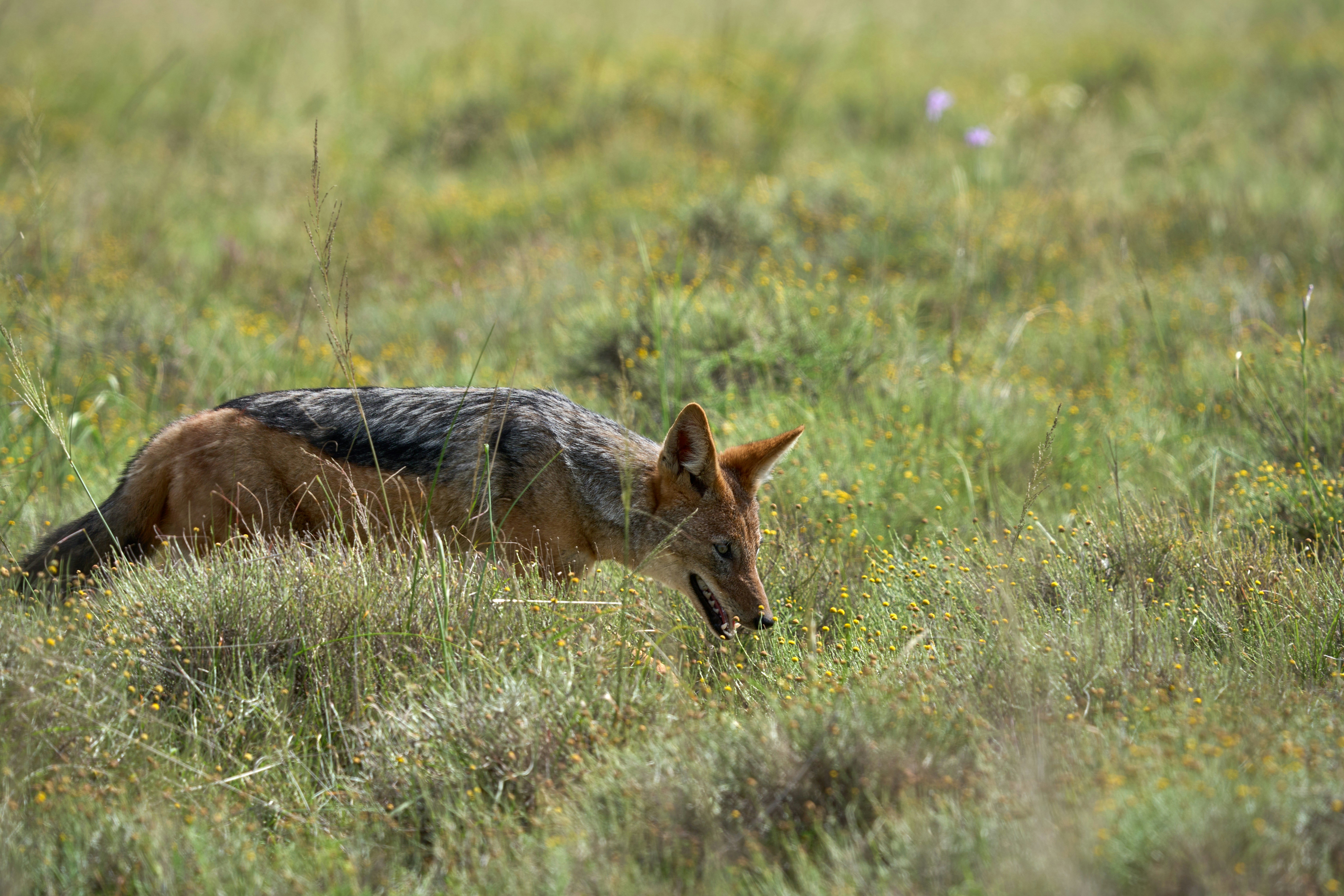 키 큰 풀밭에서 땅을 킁킁거리는 자칼.