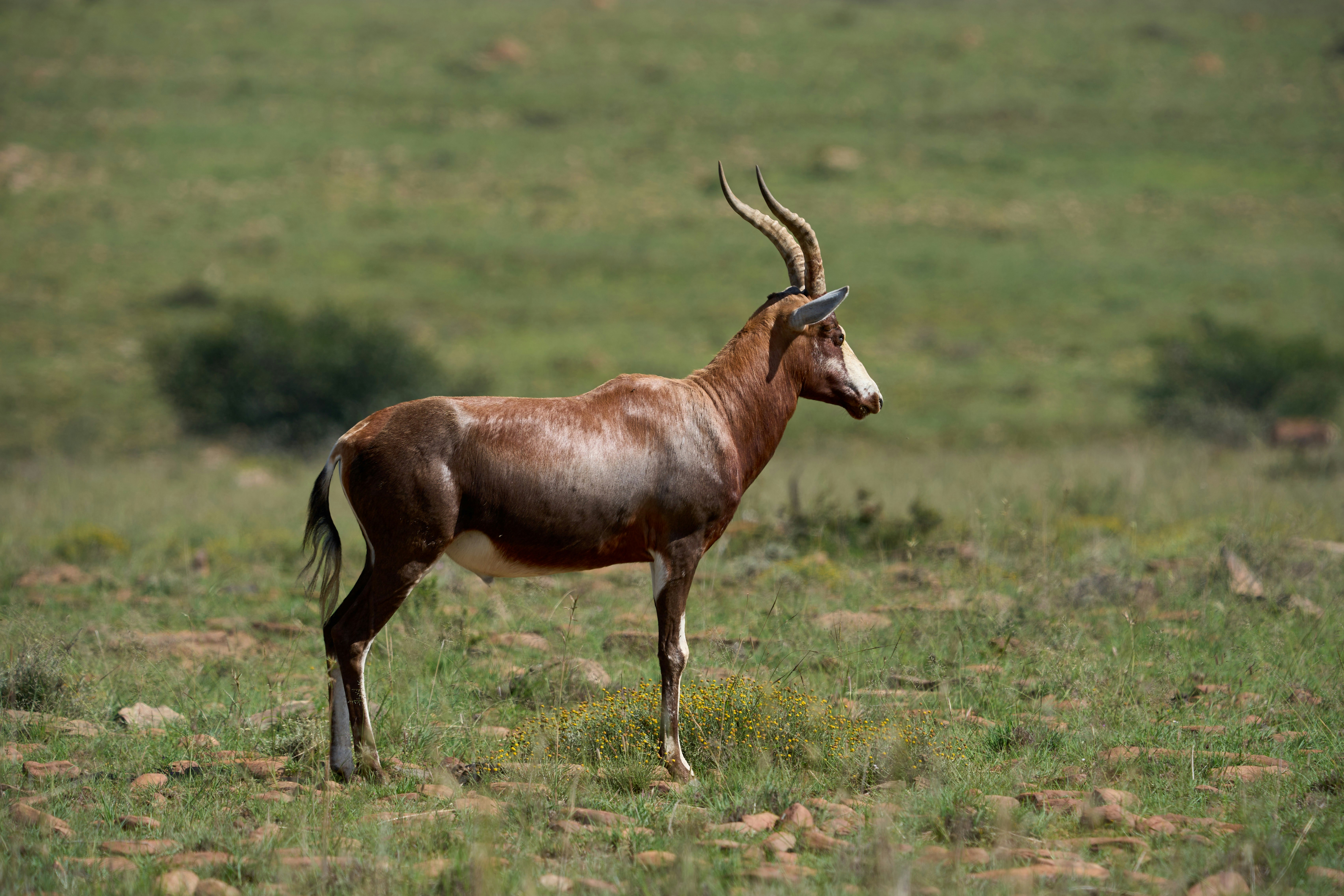 블레스복 영양이 풀밭에 서 있다.