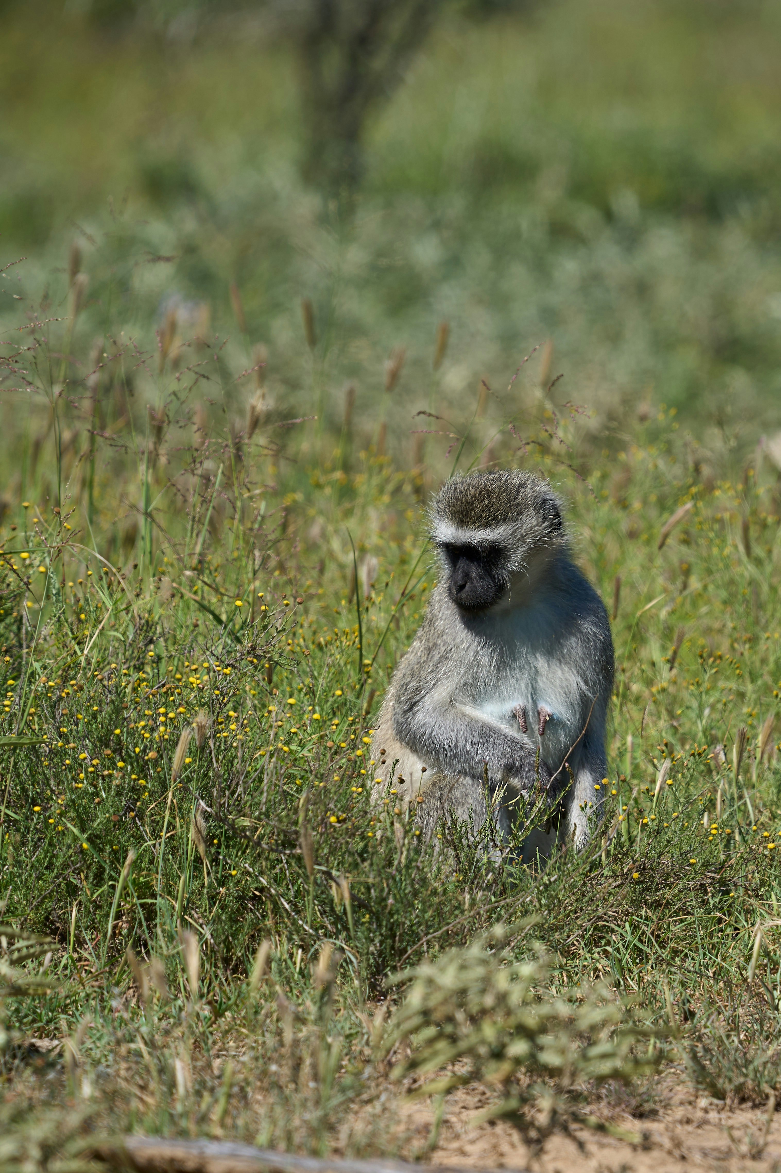 버벳 원숭이가 키 큰 초록 풀밭에 앉아 있다.