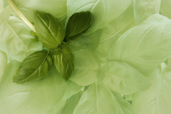 Basil