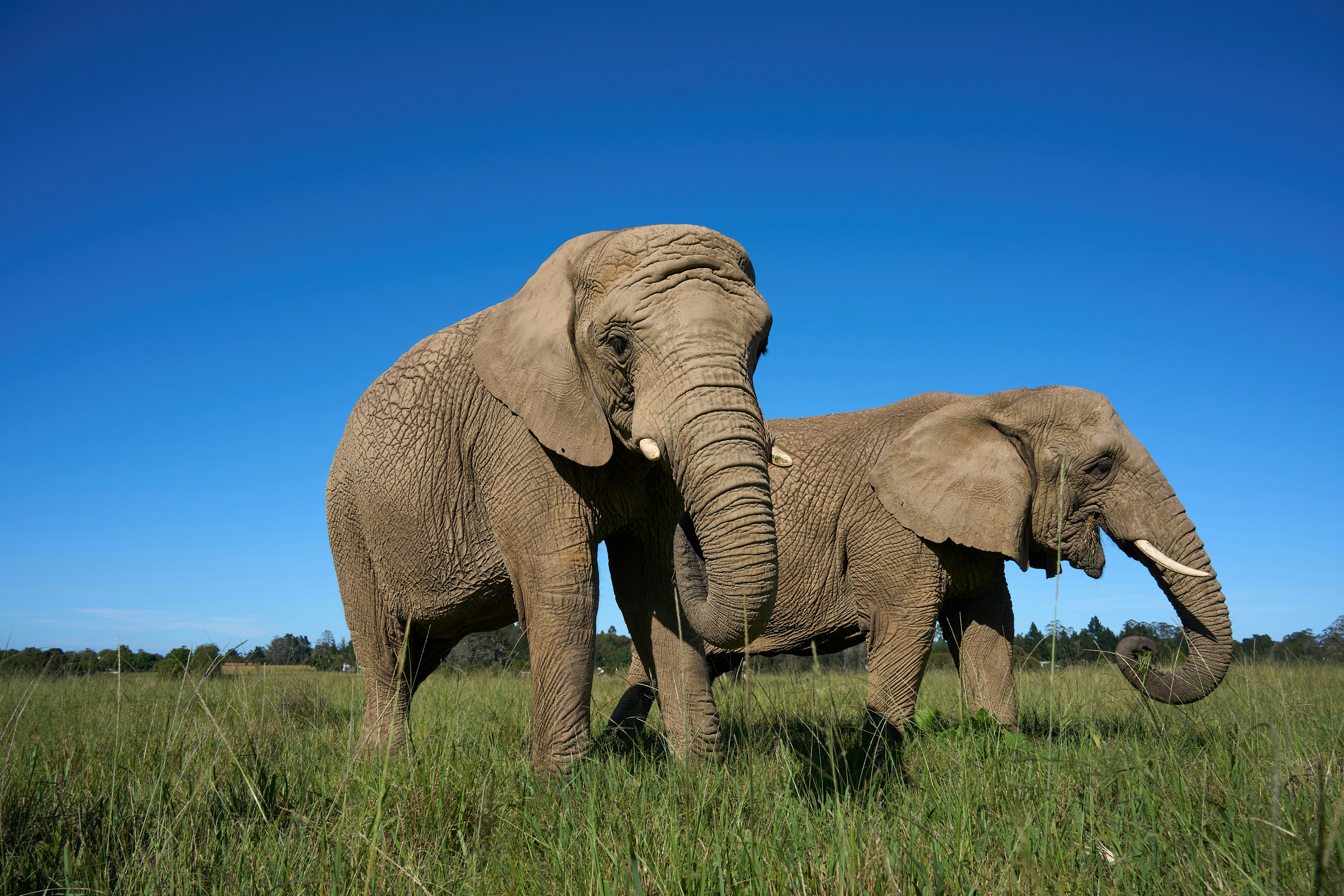 풀밭에 서 있는 두 마리 코끼리