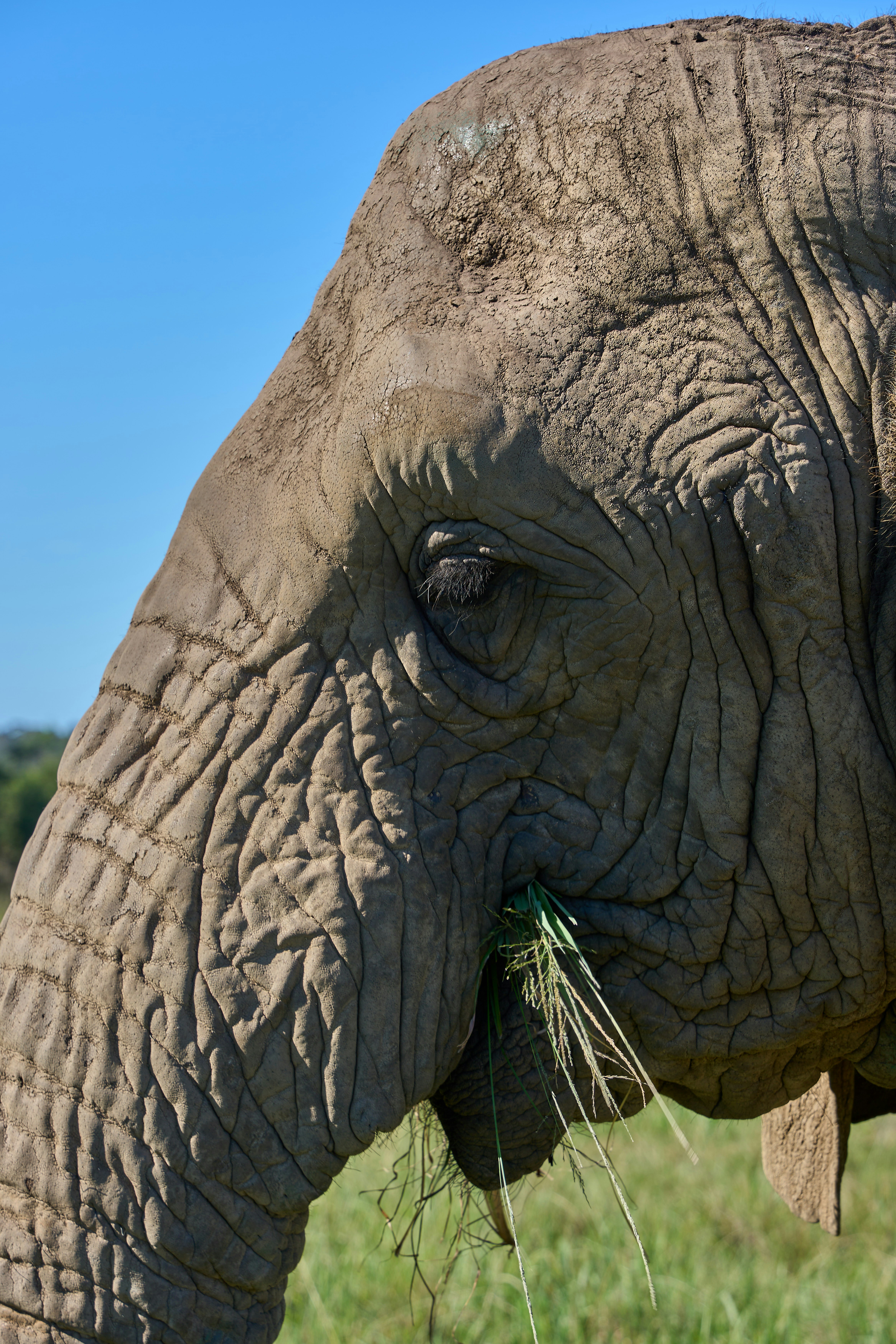 푸른 하늘 아래 풀을 먹는 코끼리 클로즈업.