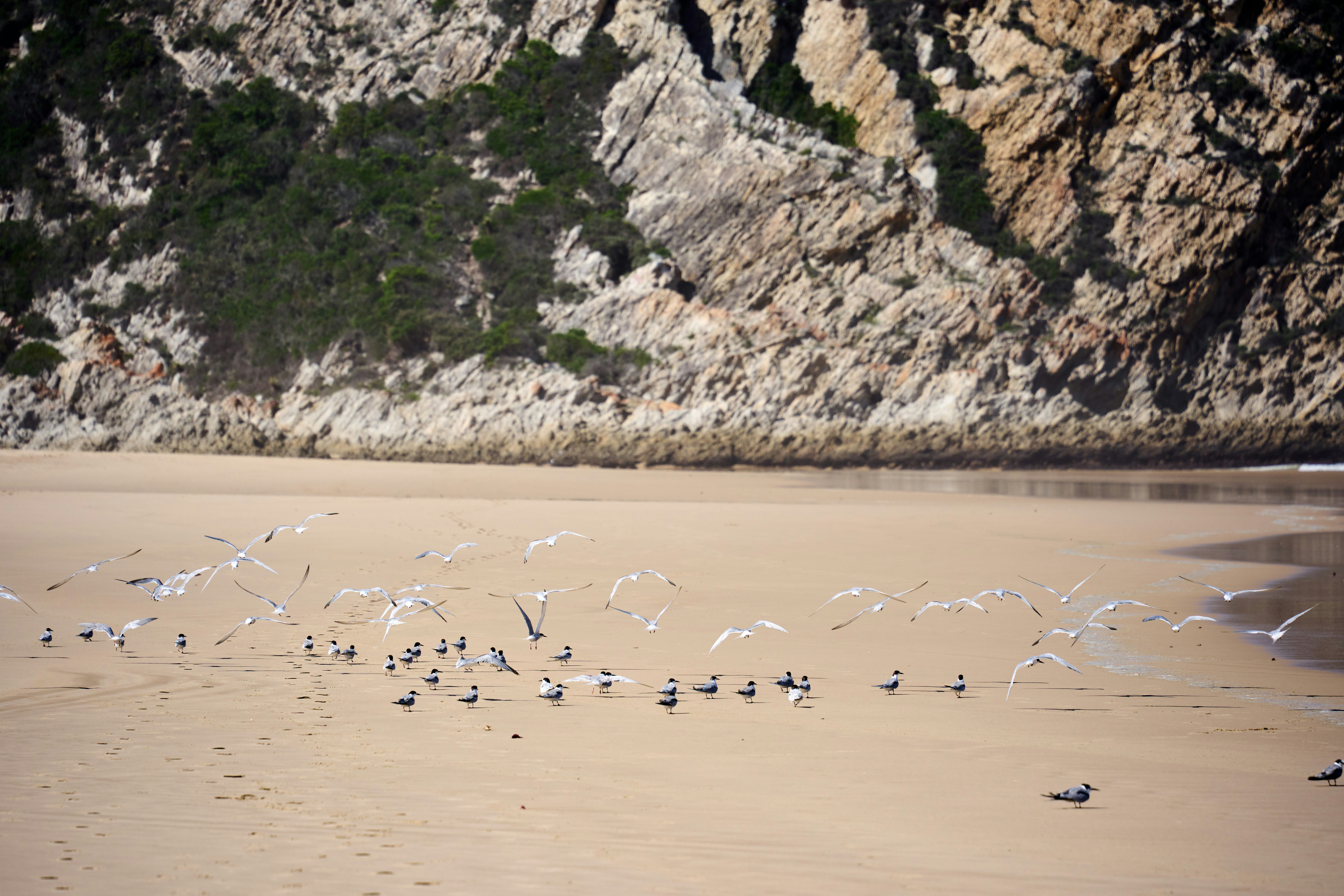 갈매기들은 바위 절벽 근처의 모래사장에 모여 모여 있습니다.