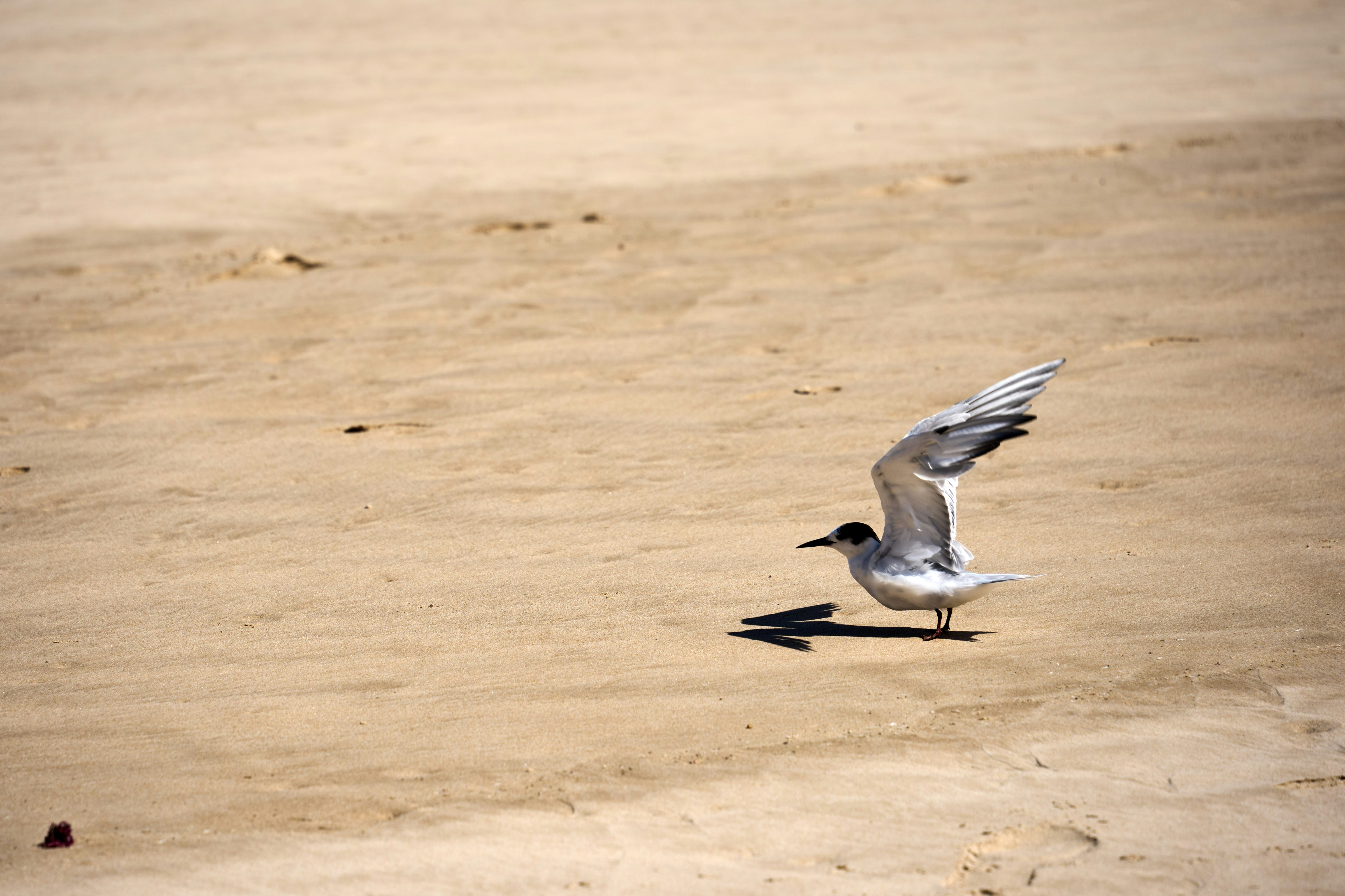 한 마리의 새가 날개를 펼친 채 모래사장에 서 있다.