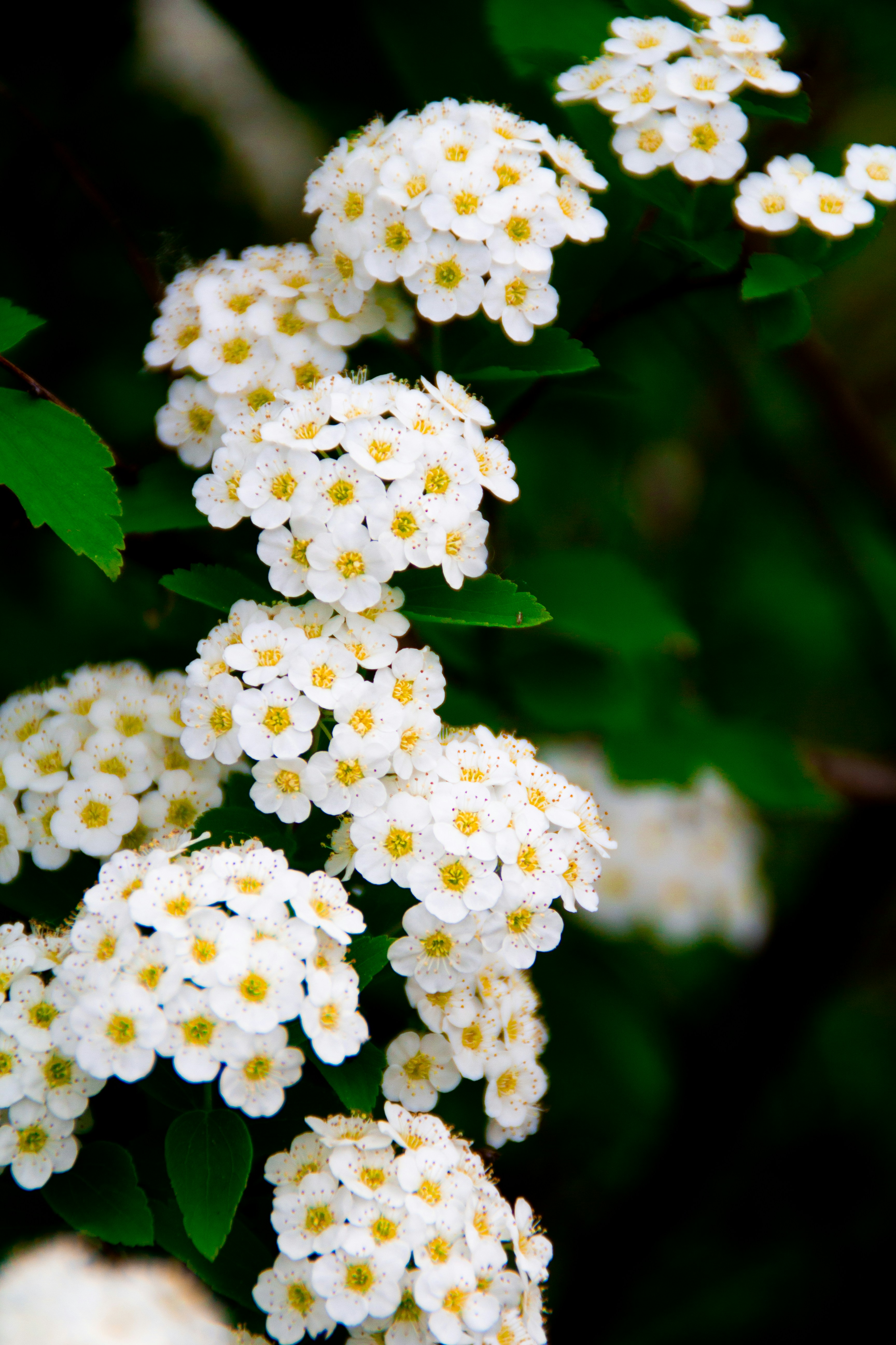 Photo by ximiaozhe